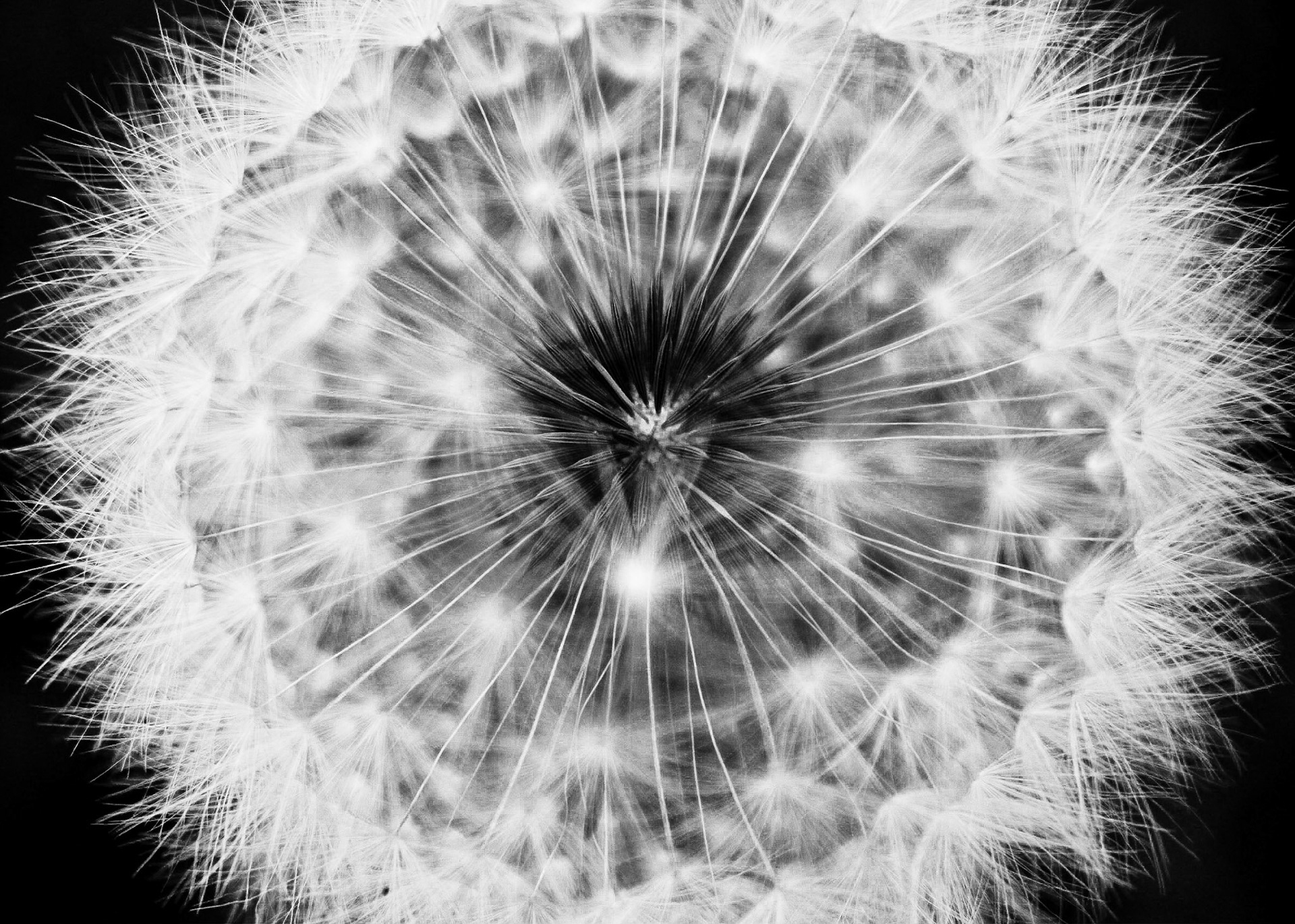 A dandelion plant gets ready to scatter its seeds to the wind.