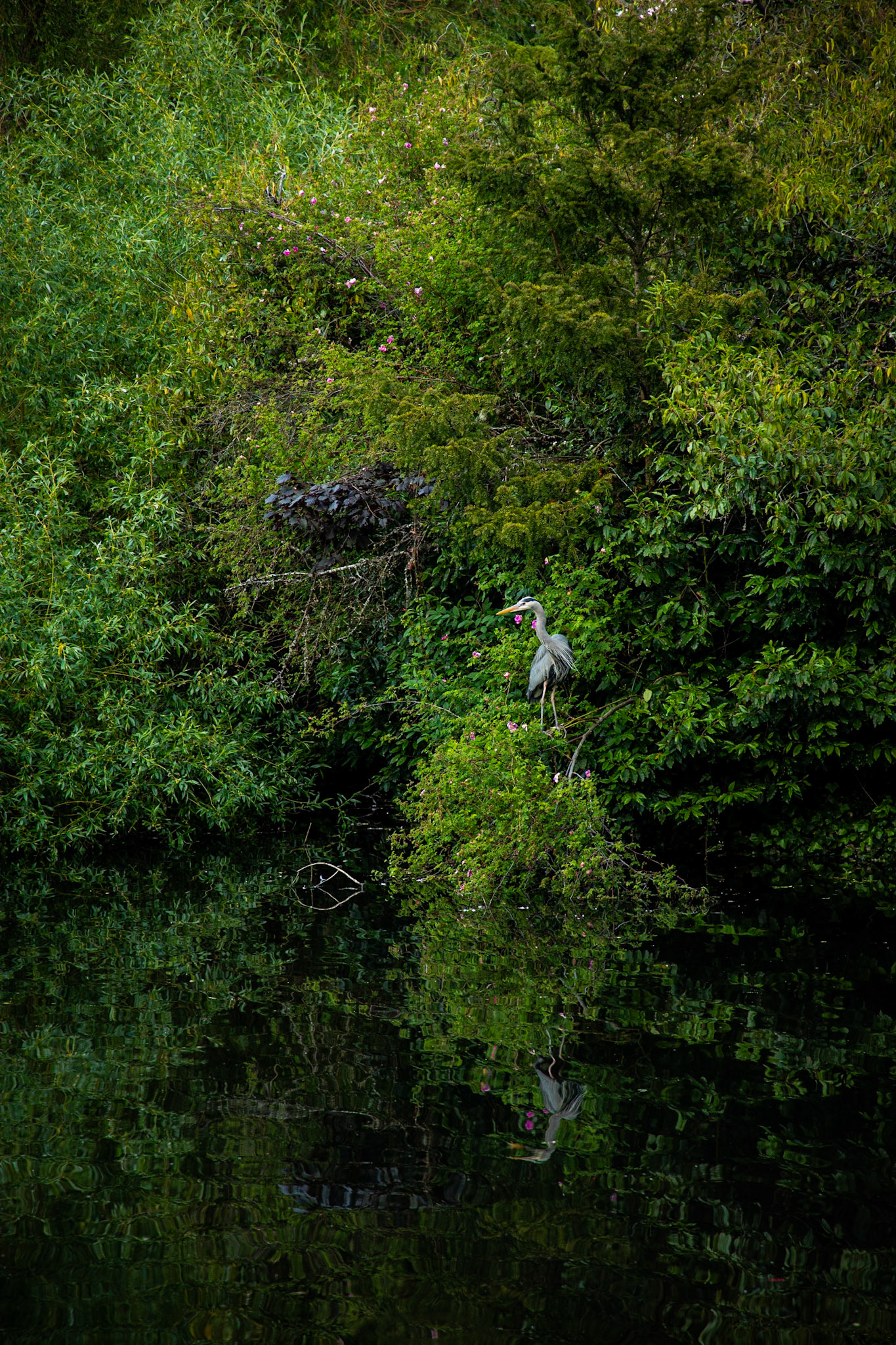 A great blue heron, Ardea herodias, watches over its pond.