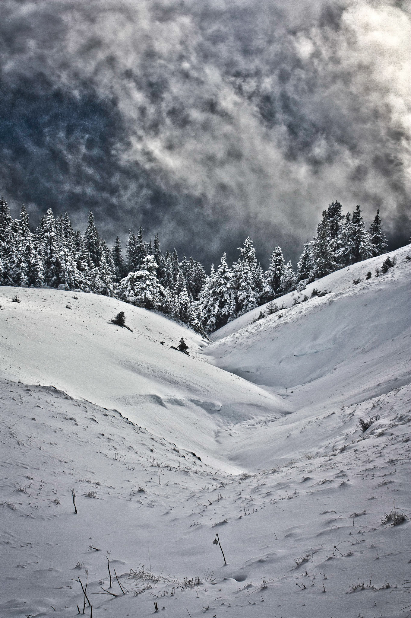 Photo was taken at Hurricane Hill, Olympic Mountains, Washington State, USA.