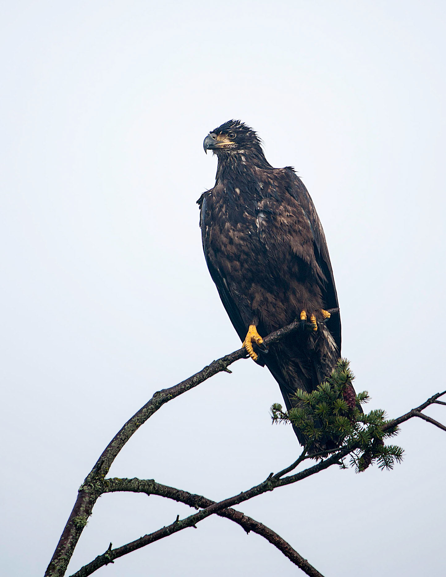 One of the many Bald Eagles to be found on the Olympic Peninsula of Washington State.