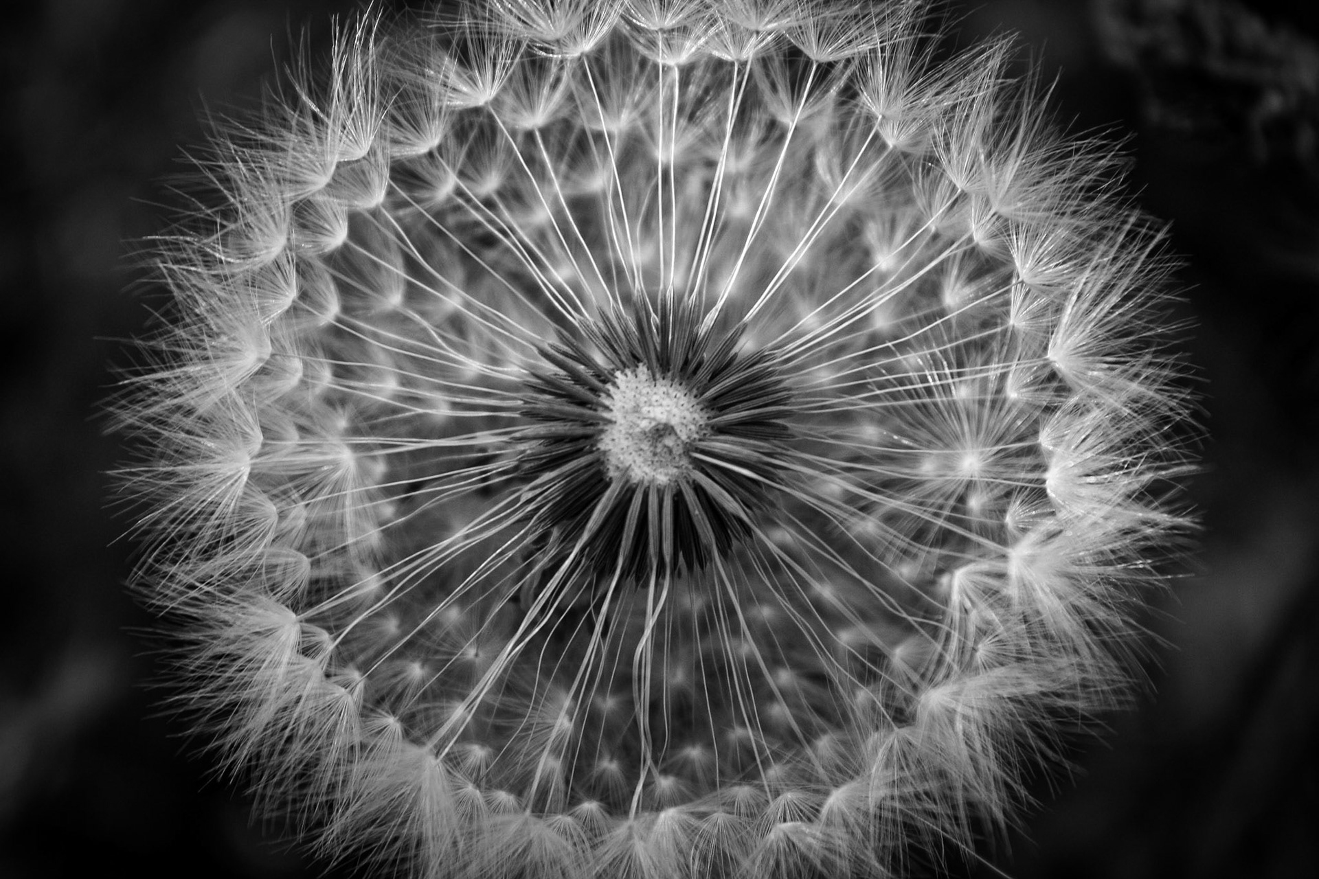 A dandelion plant gets ready to scatter its seeds to the wind.