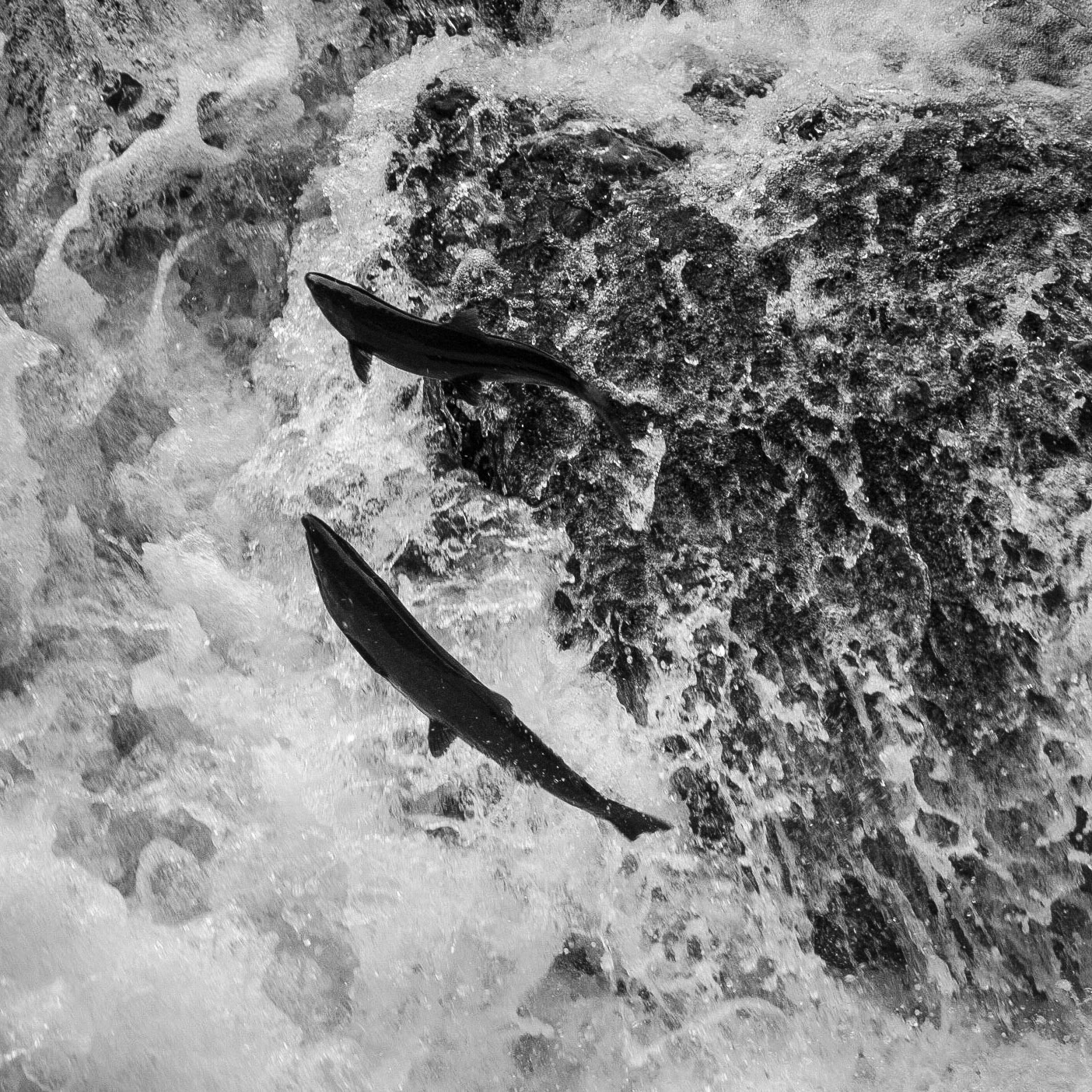 A salmon leaps to the top of a waterfall as it makes its way back to its birthplace on the Sol Duc River.