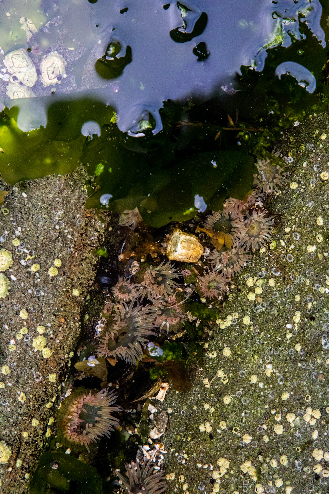 Sea anenomes living in a crack in a rock on Gabriola Island in British Columbia.