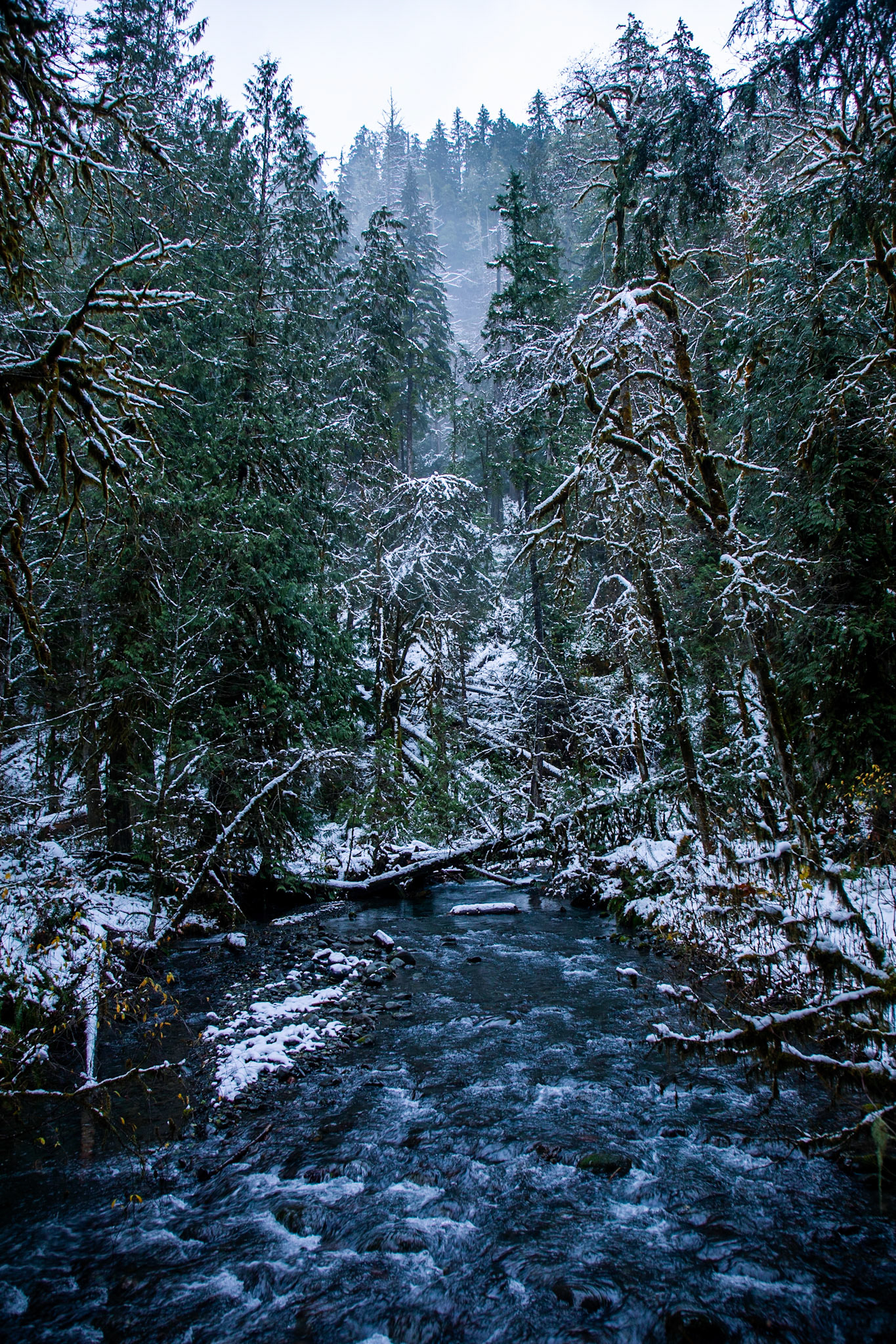 Winter covers Olympic National Forest with snow.