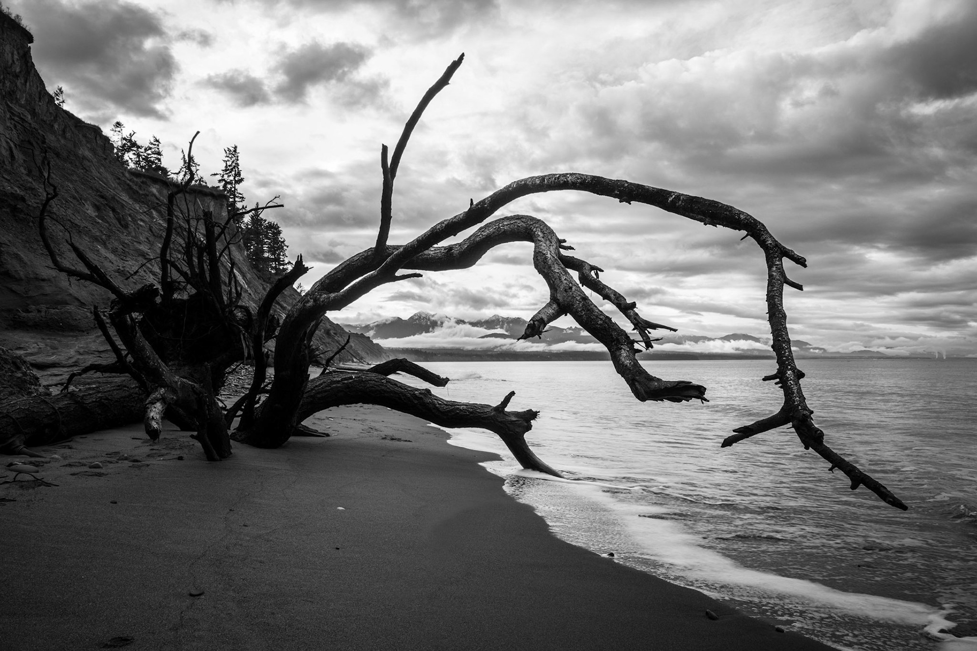 Looking at the Olympic Mountains through a tree that fell from the clifftop.