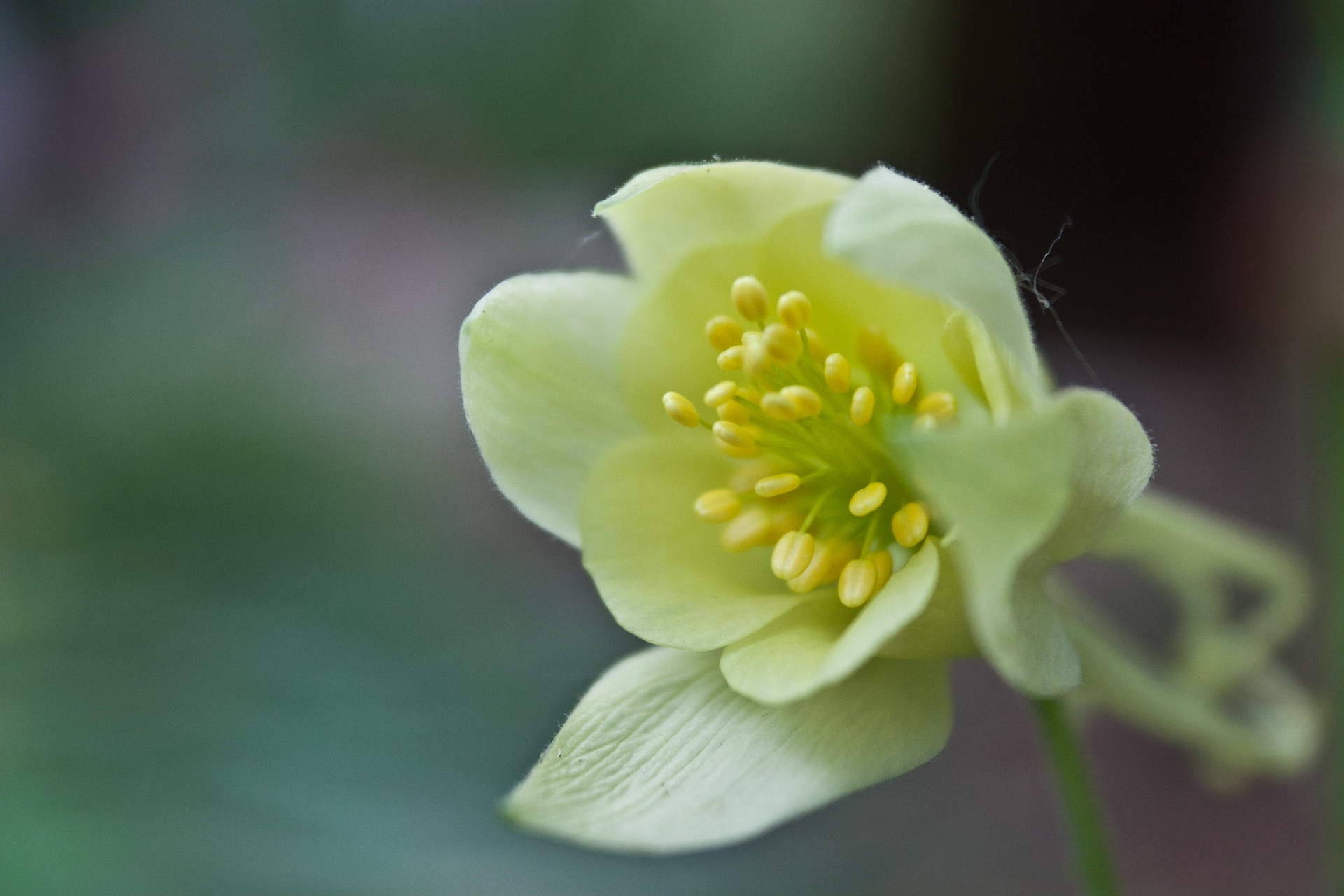 Columbine