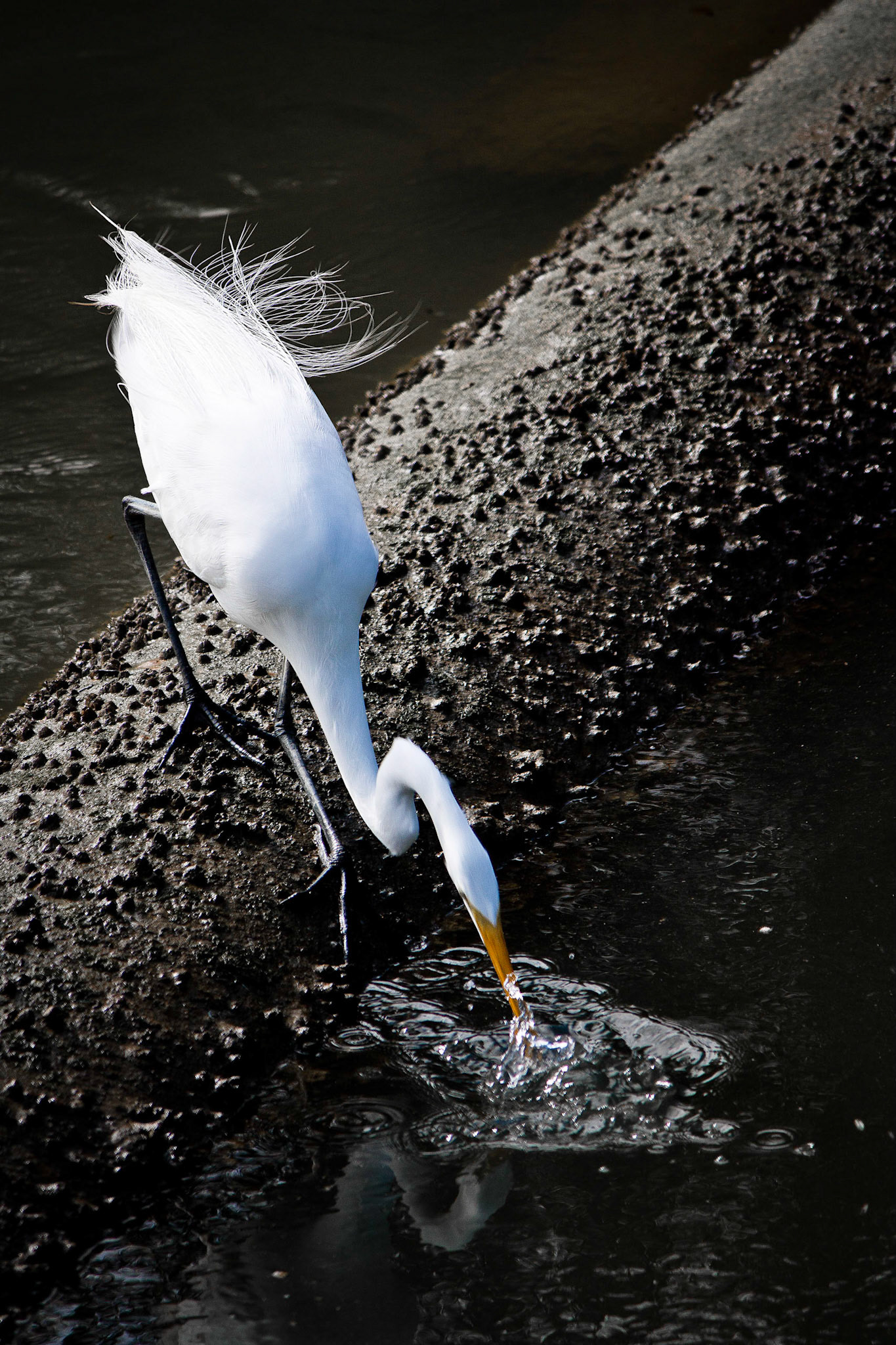 A great egret, Ardea alba, goes fishing.