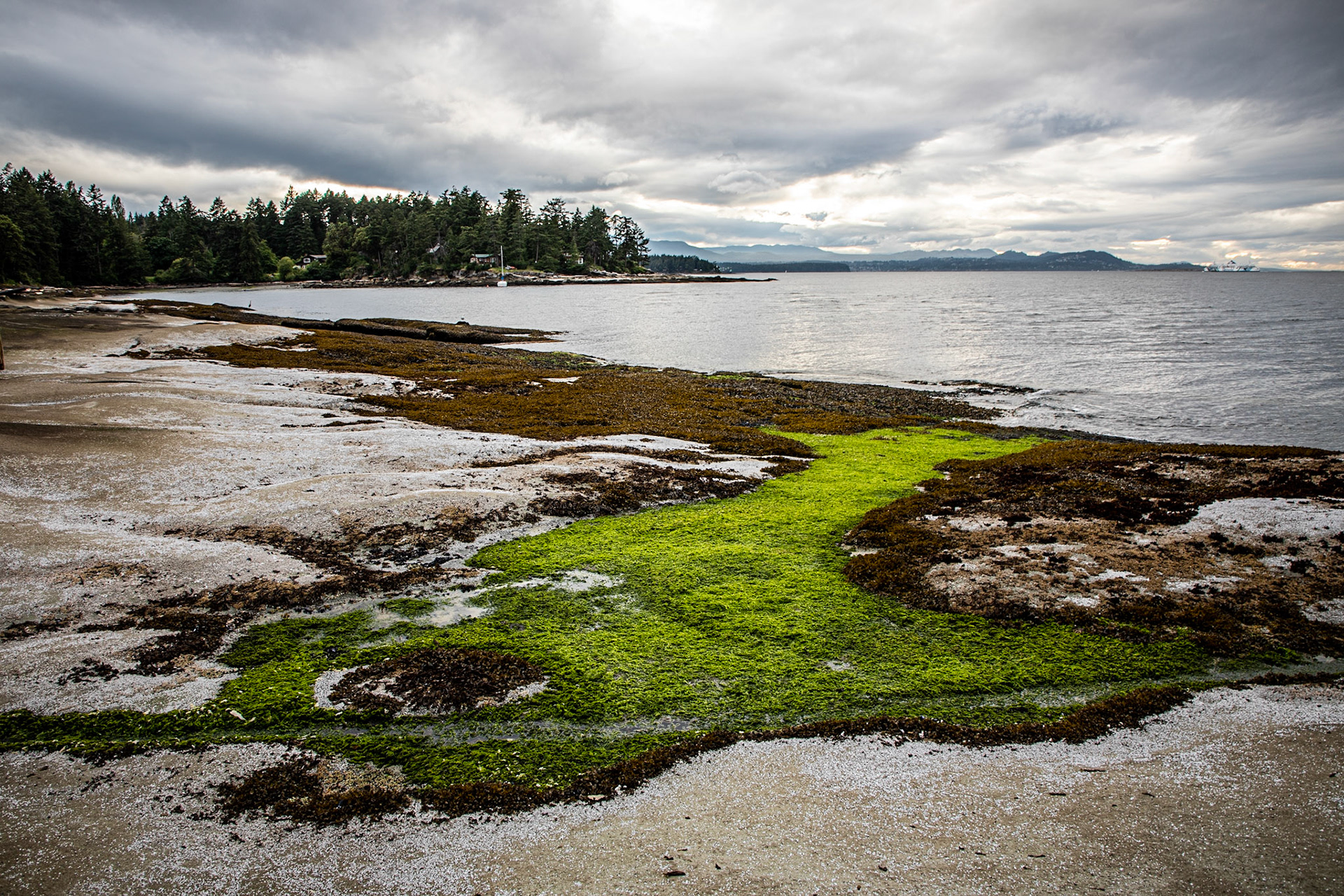 Algae follows a small stream into the Pacific Ocean on Gabriola Island.