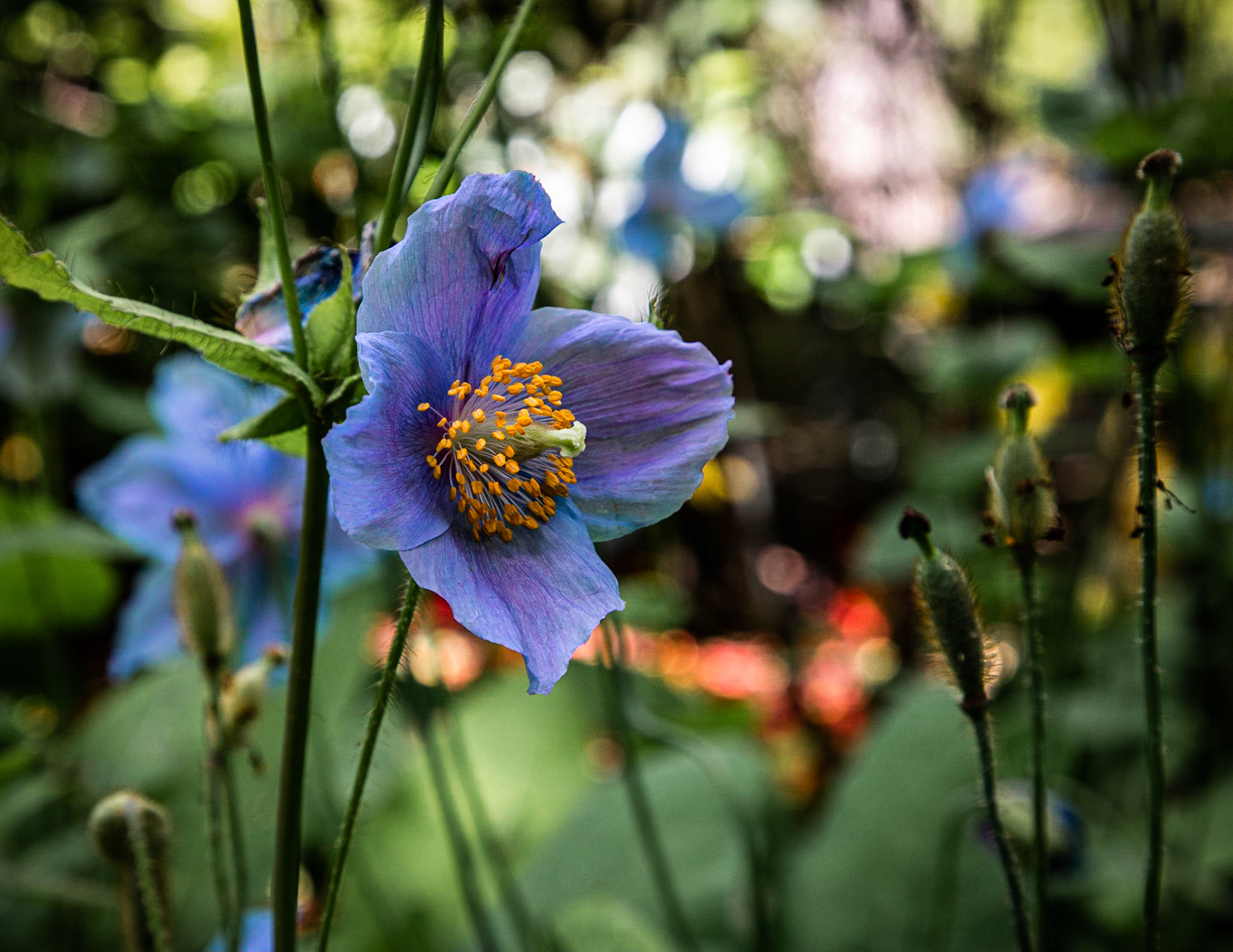 This photo of the himalayan blue poppy, Meconopsis baileyi, was taken at Butchart Gardens in British Columbia, Canada.