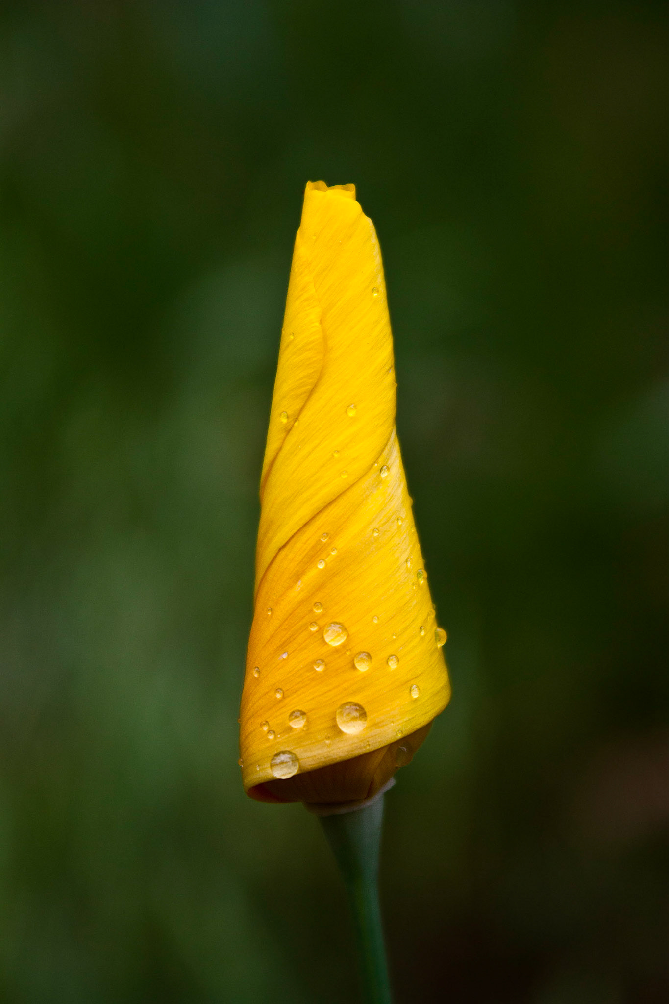 Eschscholzia californica goes by many names including California Poppy, California Sunlight, Cup of Gold, and Golden Poppy.