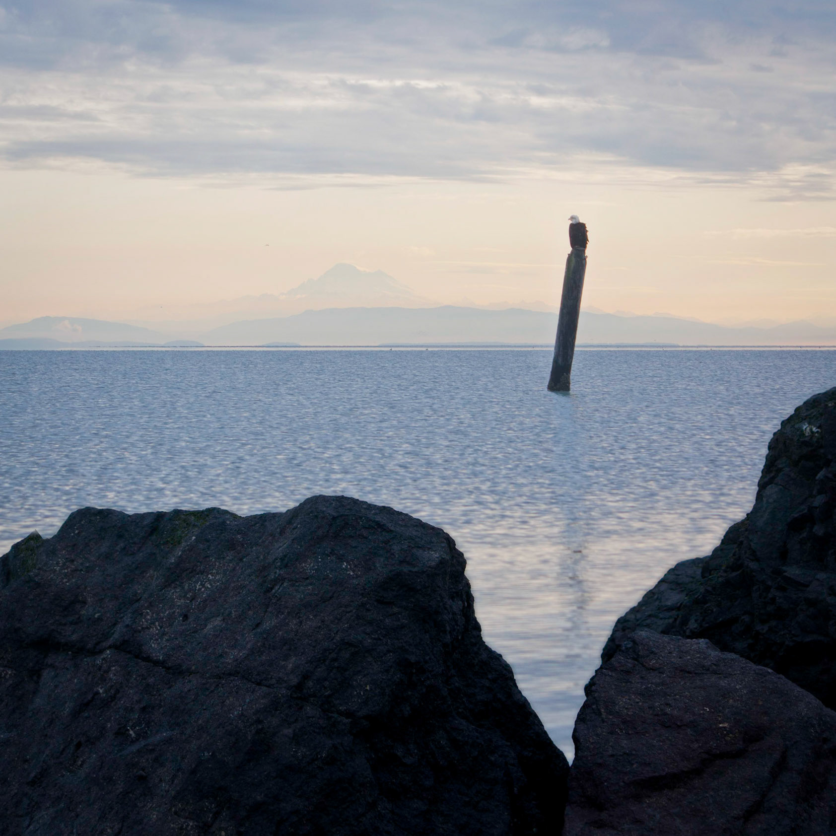 A bald eagle (Haliaeetus leucocephalus) rests on a pole across the strait from Mt. Baker during sunrise.