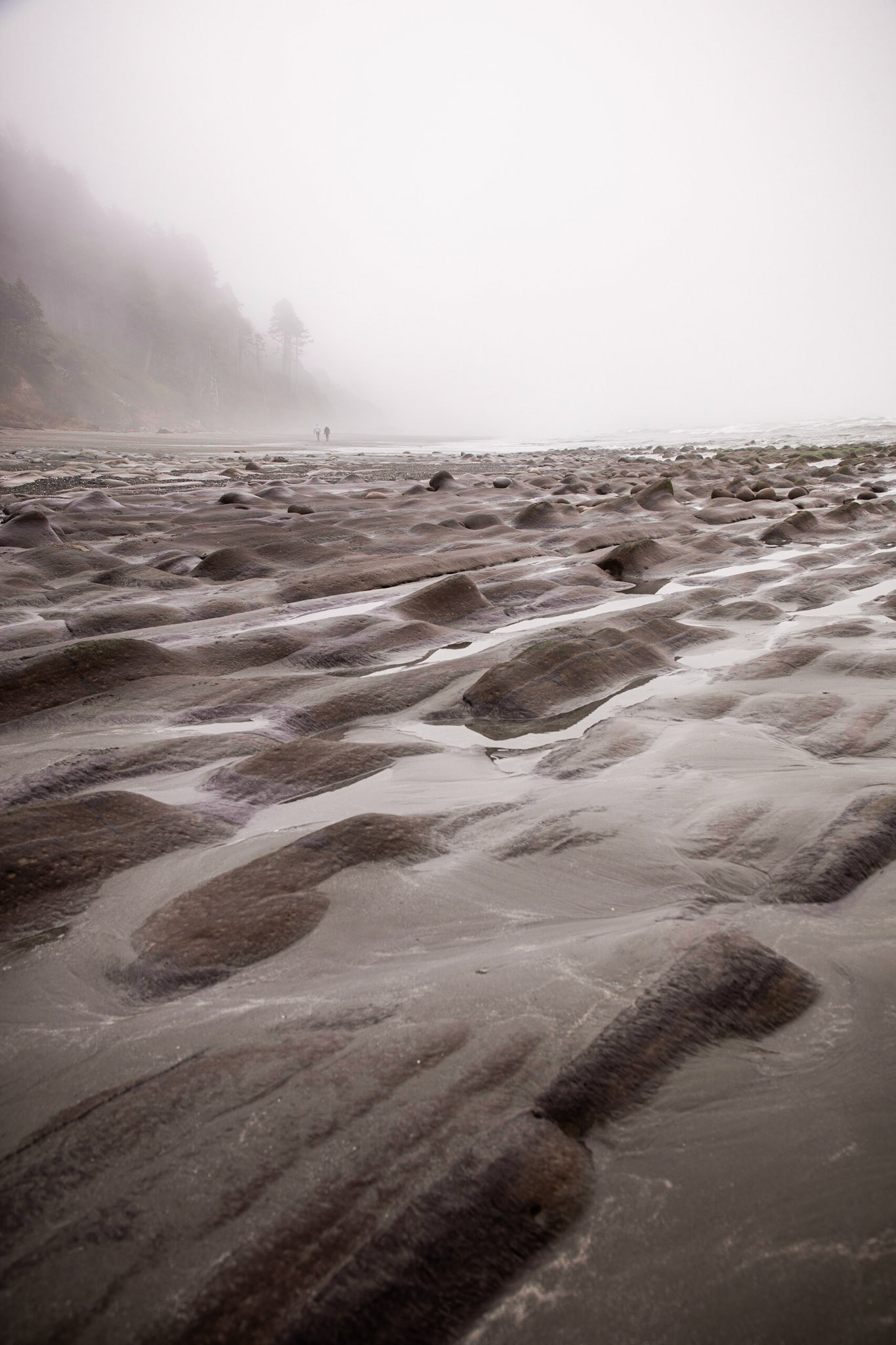 A foggy morning at Beach 4 in the Olympipc National Park of Washington,