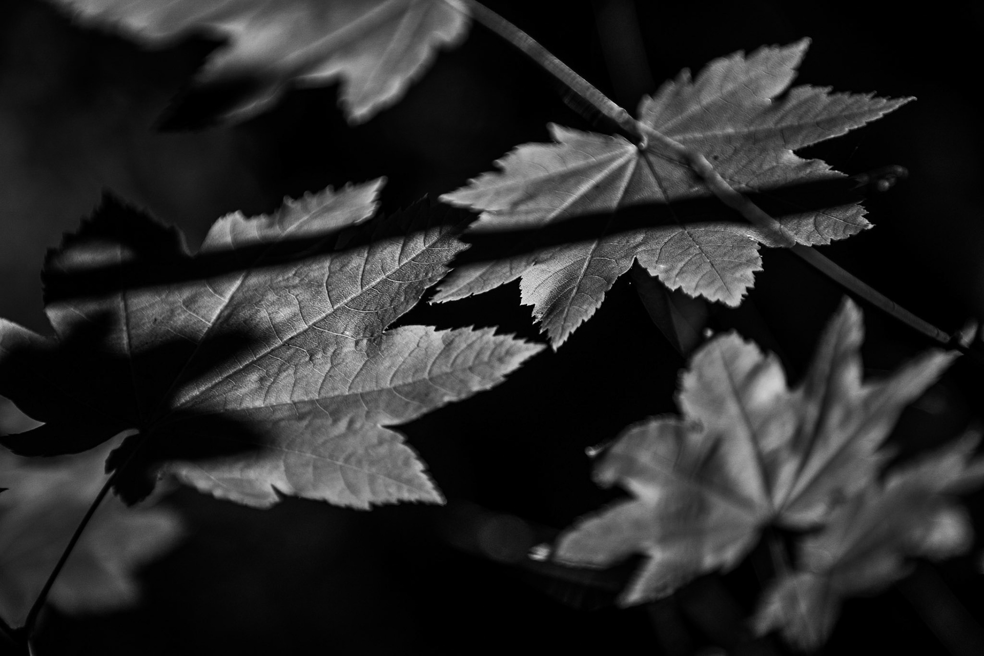Vine maple, Acer circinatum