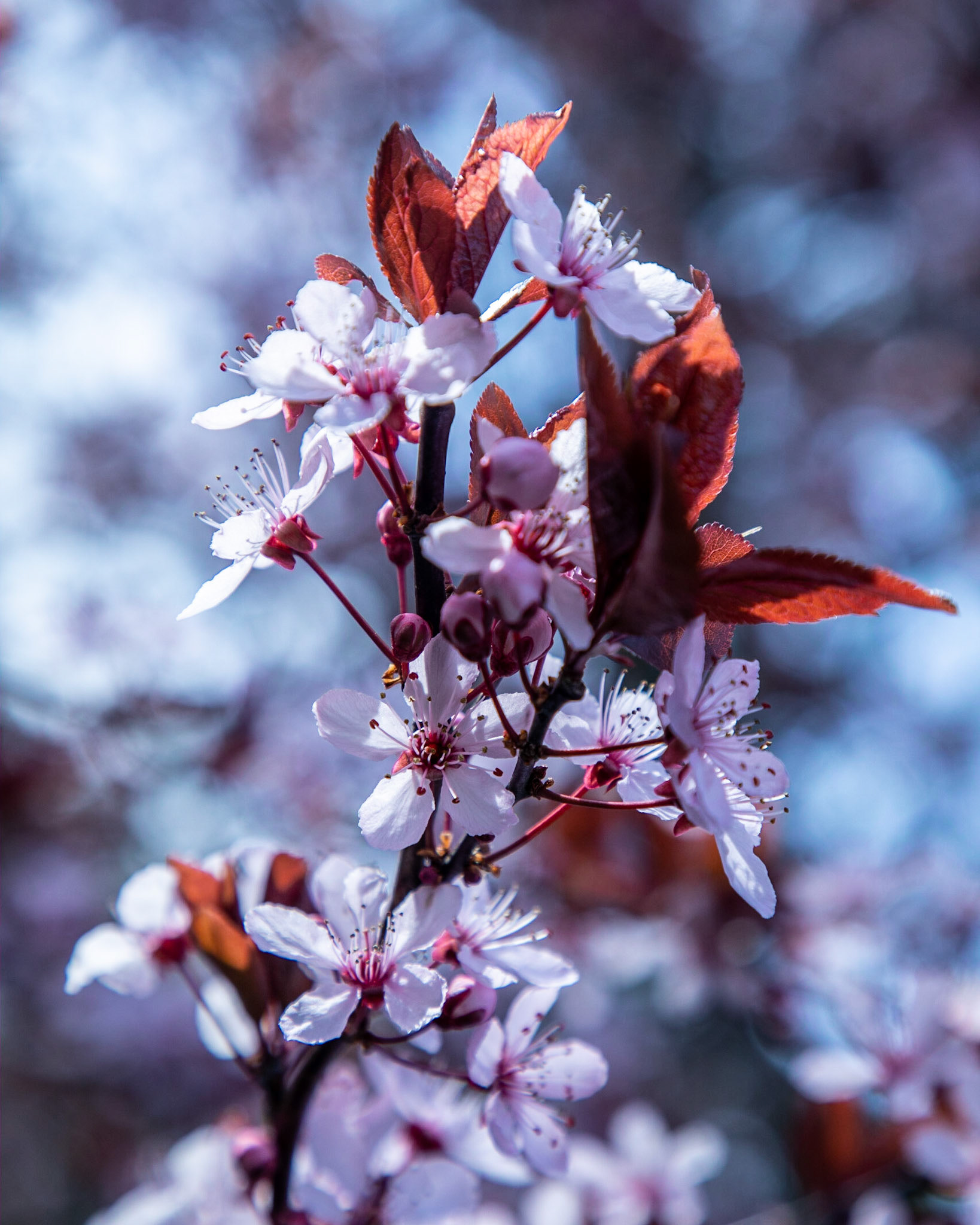 A purple-leaf plum tree, Prunus cerasifera, opens up its flowers to welcome spring.