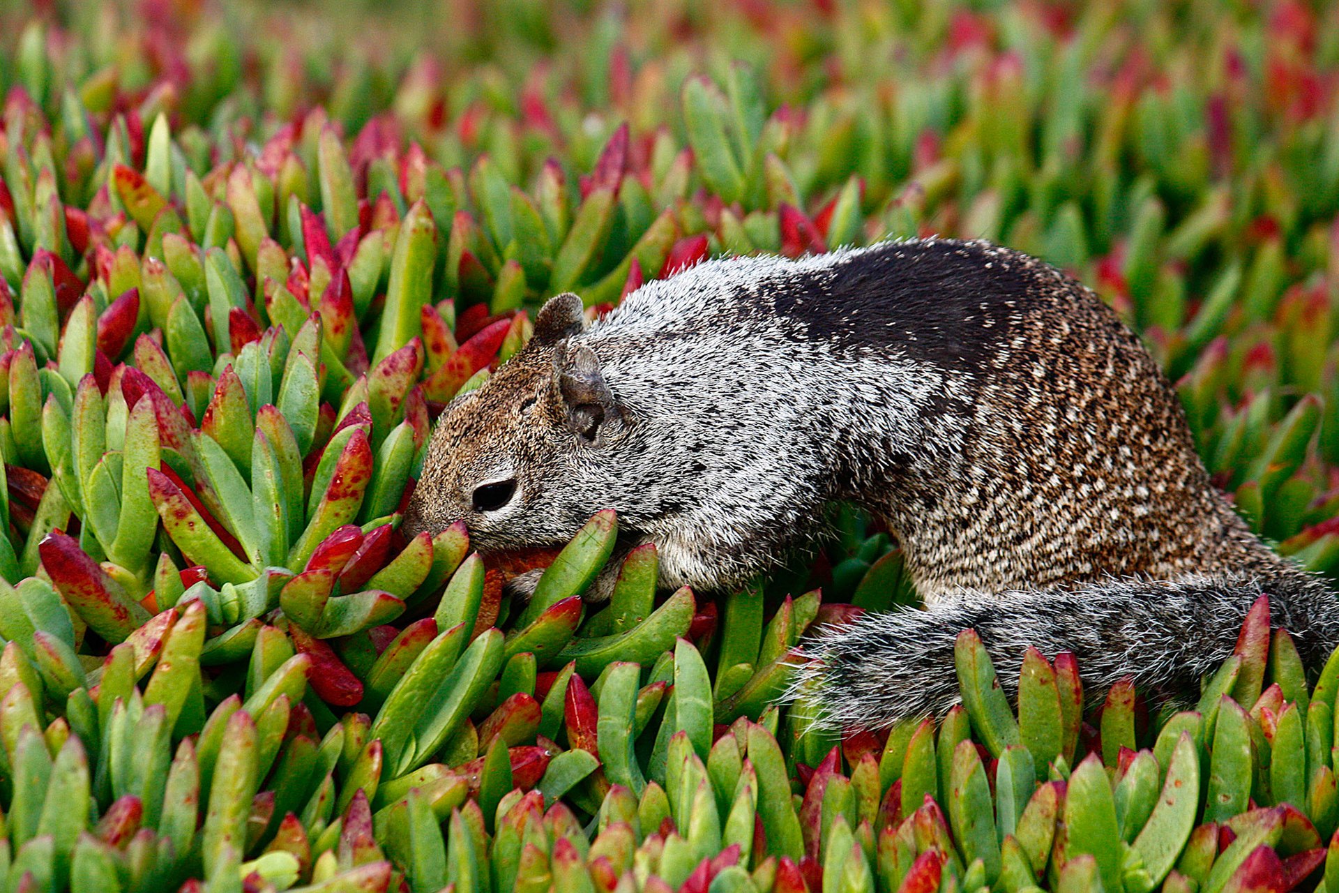 A California Ground Squirrel feasts on ice plant.