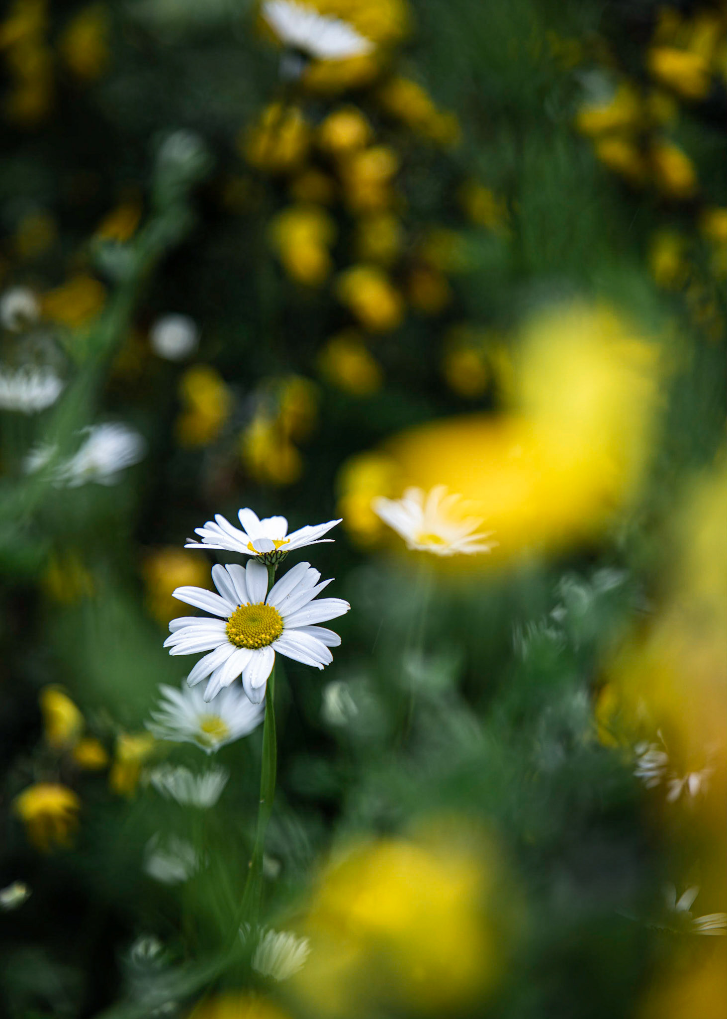 Daisies growing in the midst of scotch brooms.