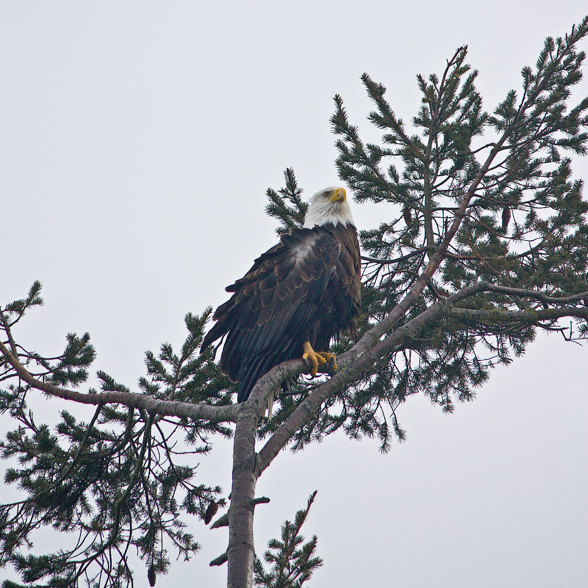 One of the many Bald Eagles to be found on the Olympic Peninsula of Washington State.