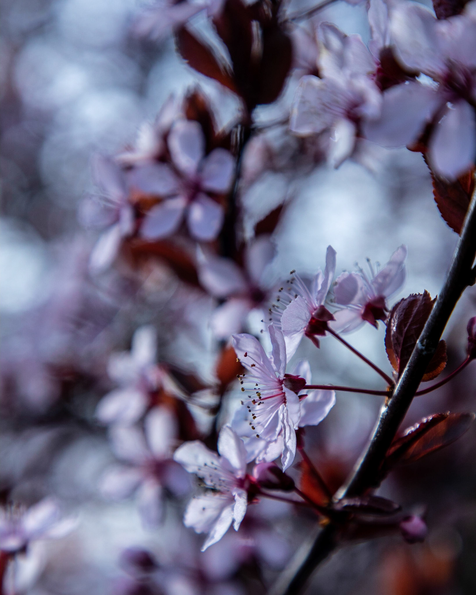 A purple-leaf plum tree, Prunus cerasifera, opens up its flowers to welcome spring.