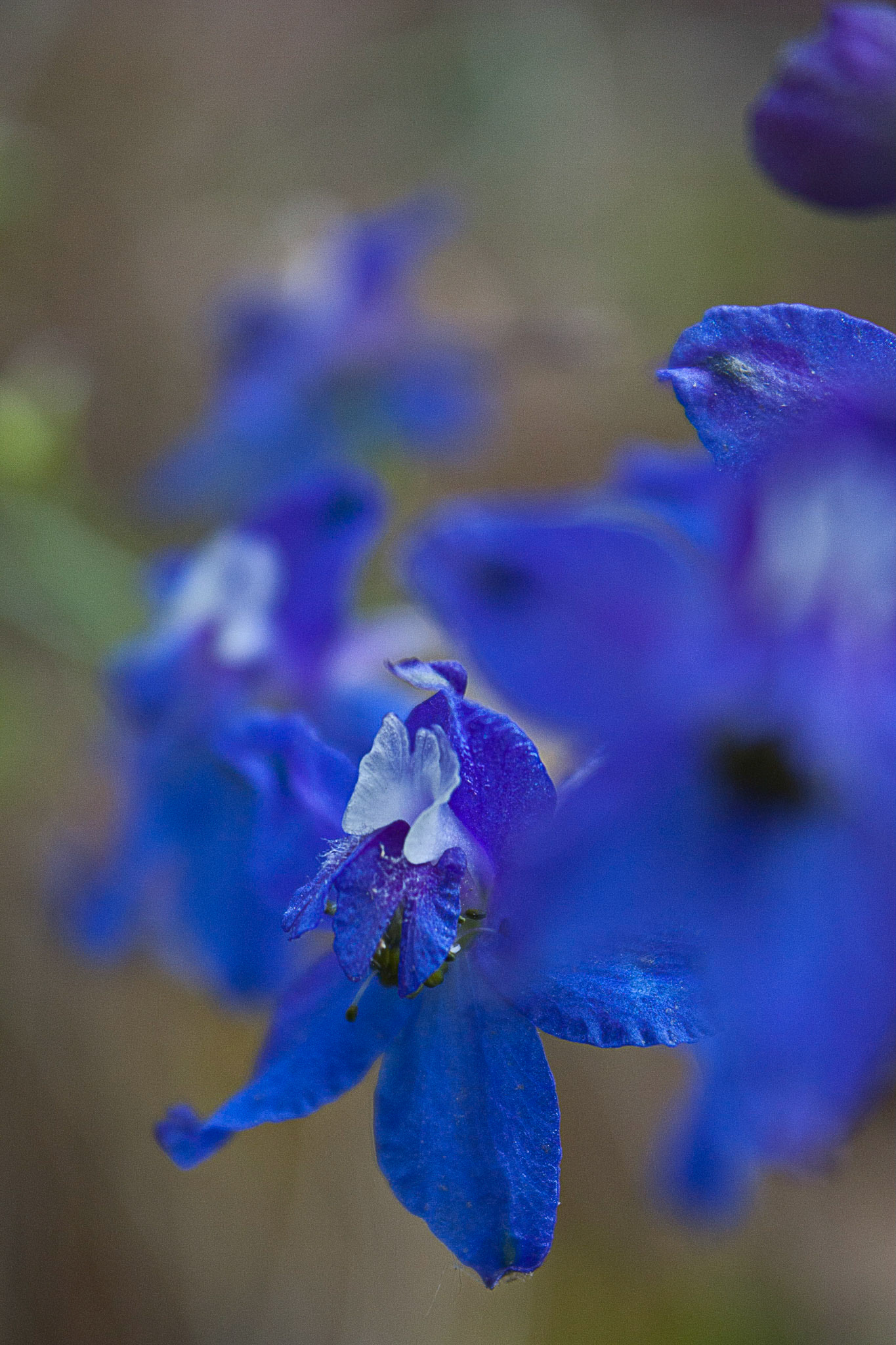 Zig Zag Larkspur
