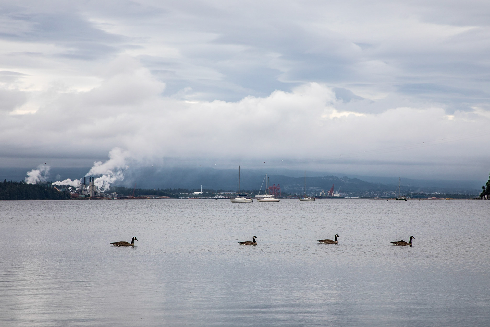 A group of canadian geese swimming off the shore of Gabriola Island in British Columbia with the city of Nainaimo on Vancouver Island in the distance