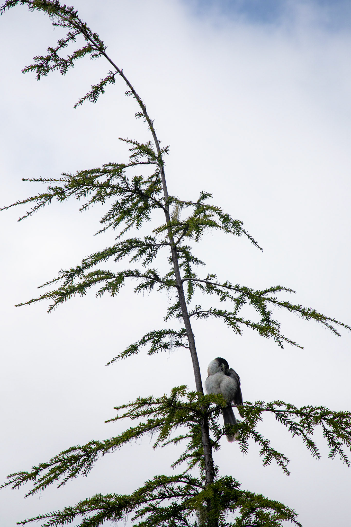 A Canada jay preens itself while perched on a western hemlock.