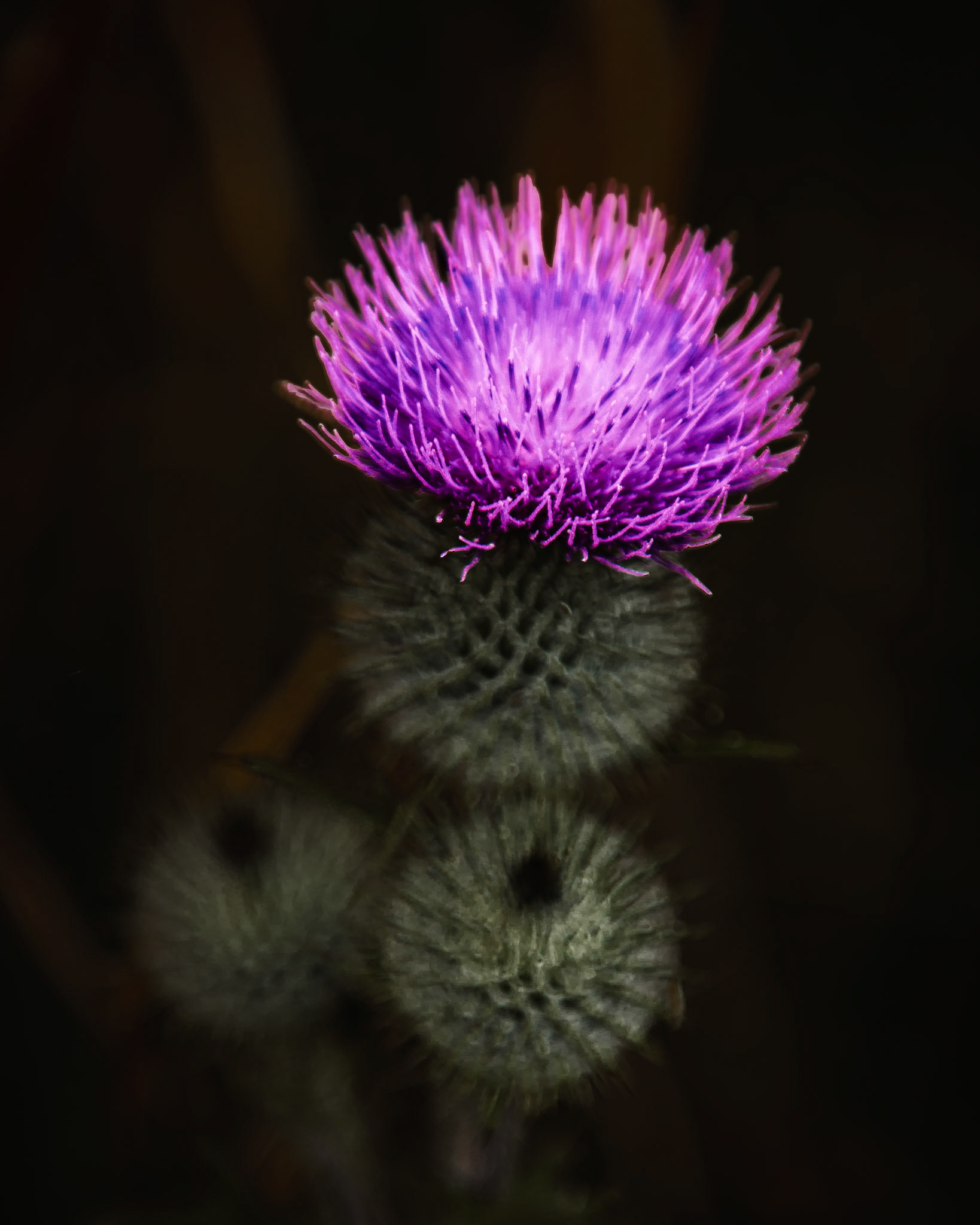 <i>Cirsium vulgare</i> (common names: bull thistle, spear thistle, and common thistle) is the national flower of scotland. Unfortunately it is an invasive plants around here.