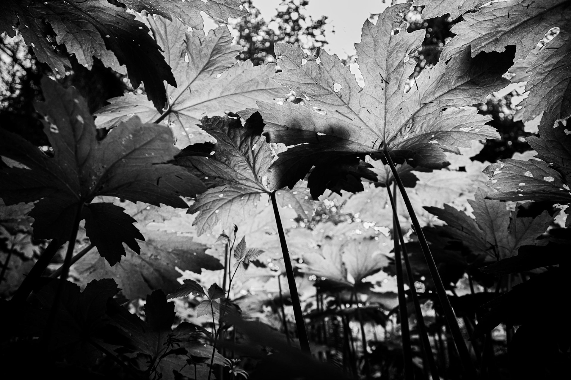 Undergrowth in the Pacific Northwest