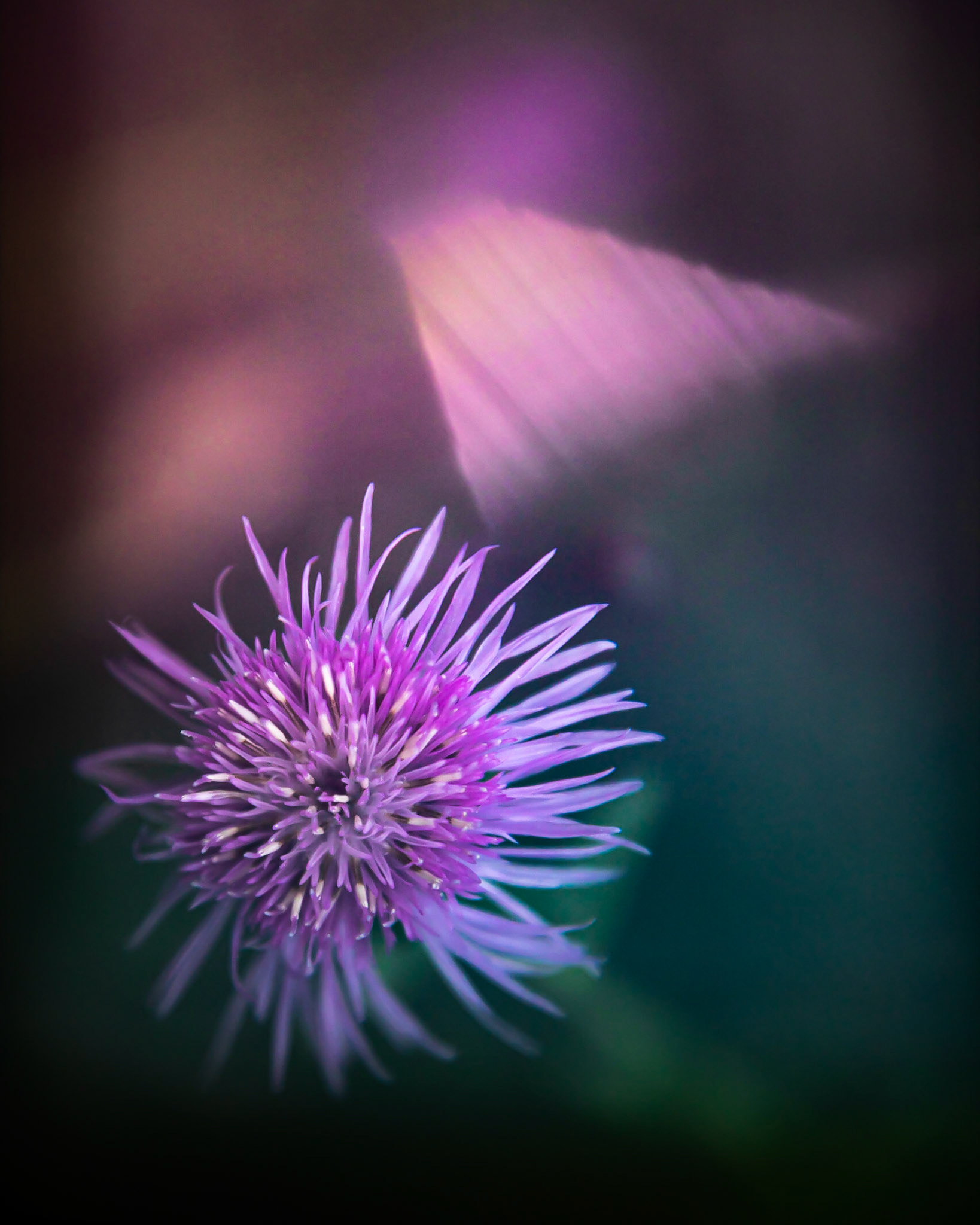 The flower of a spotted knapweed. While beautiful, this plant is very invasive and considered a noxious weed in most of the USA. This was taken using a free-lens technique.
