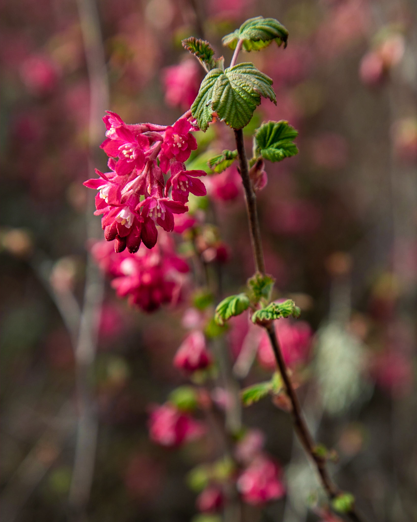 A red currant, ribes sanguineum, opens it flowers to welcome spring.
