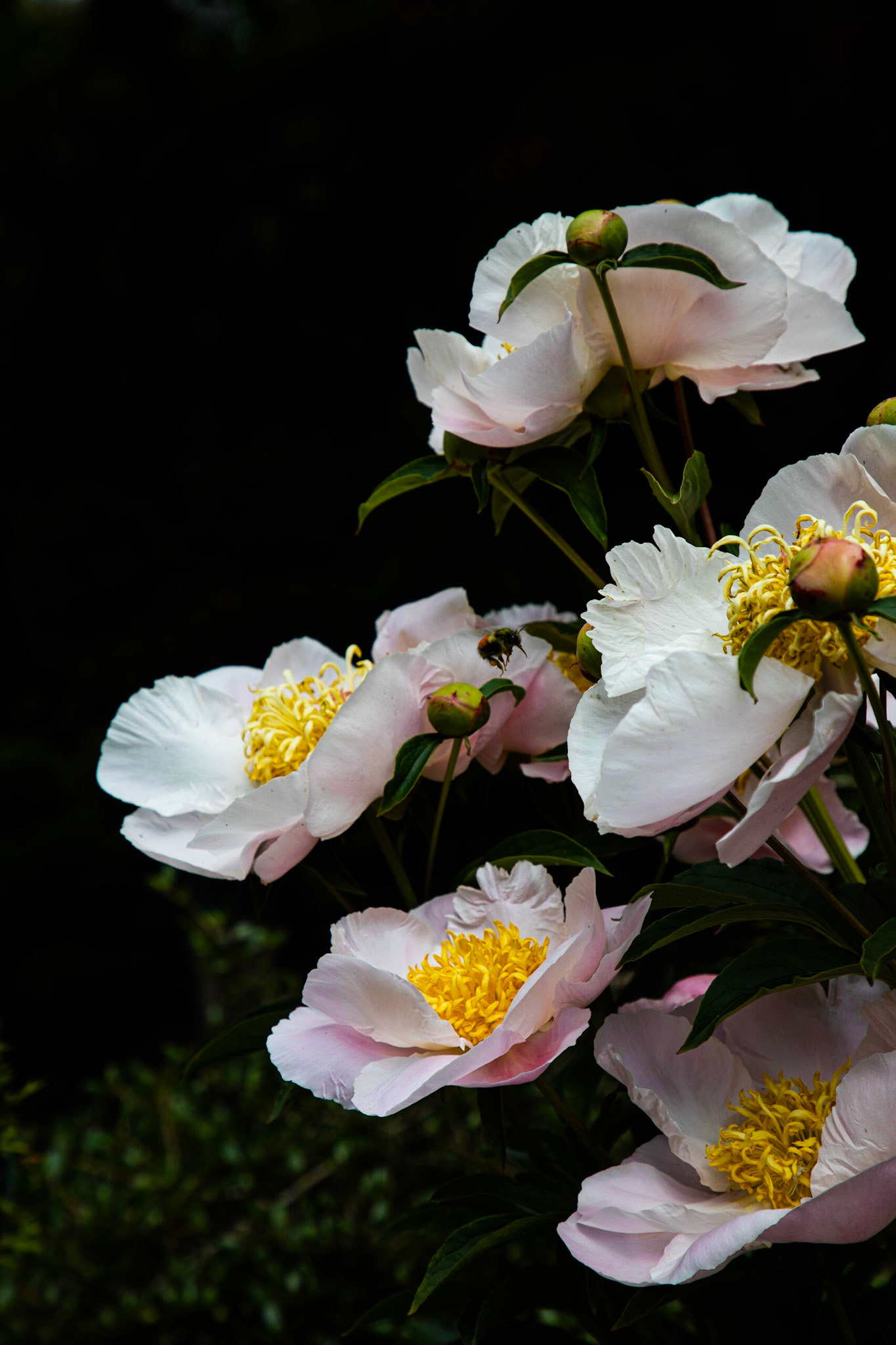 Peonies growing in Butchart Gardens located in Victoria, British Columbia.