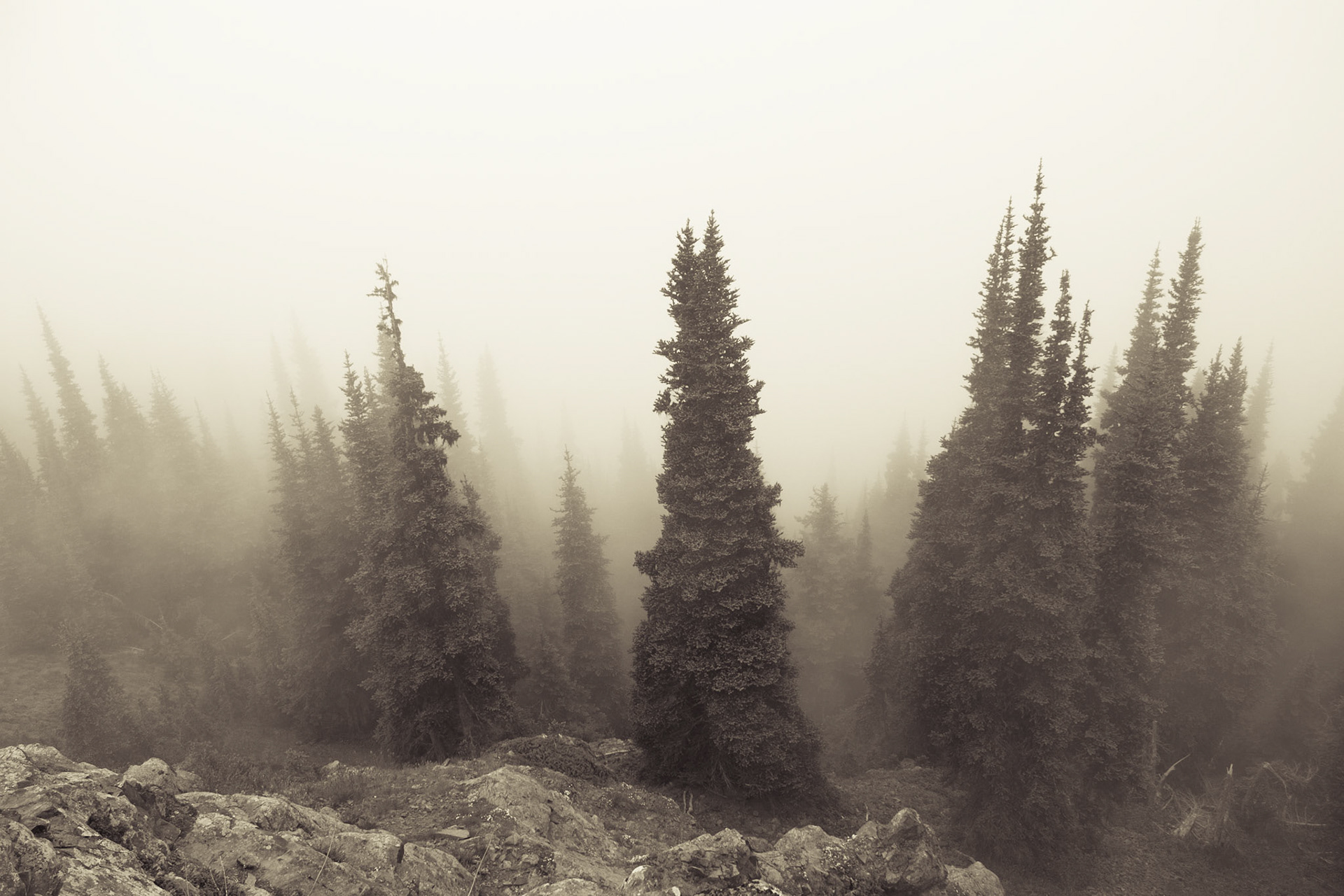 Photo taken at Deer Park, Olympic Mountains, Washington State, USA.