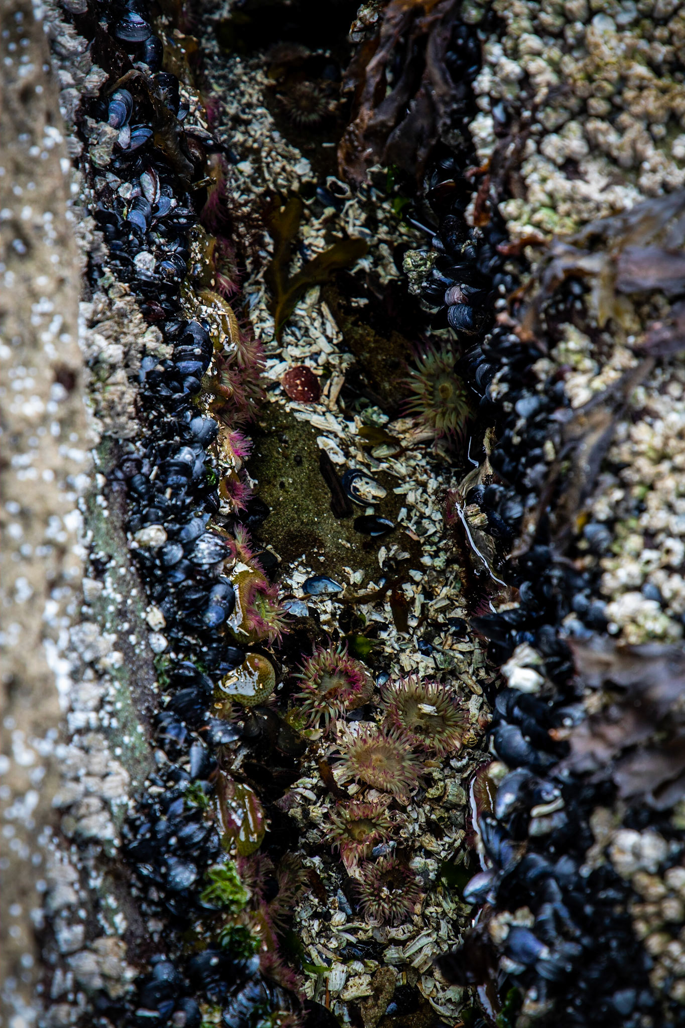 Sea anenomes living in a crack in a rock on Gabriola Island in British Columbia.