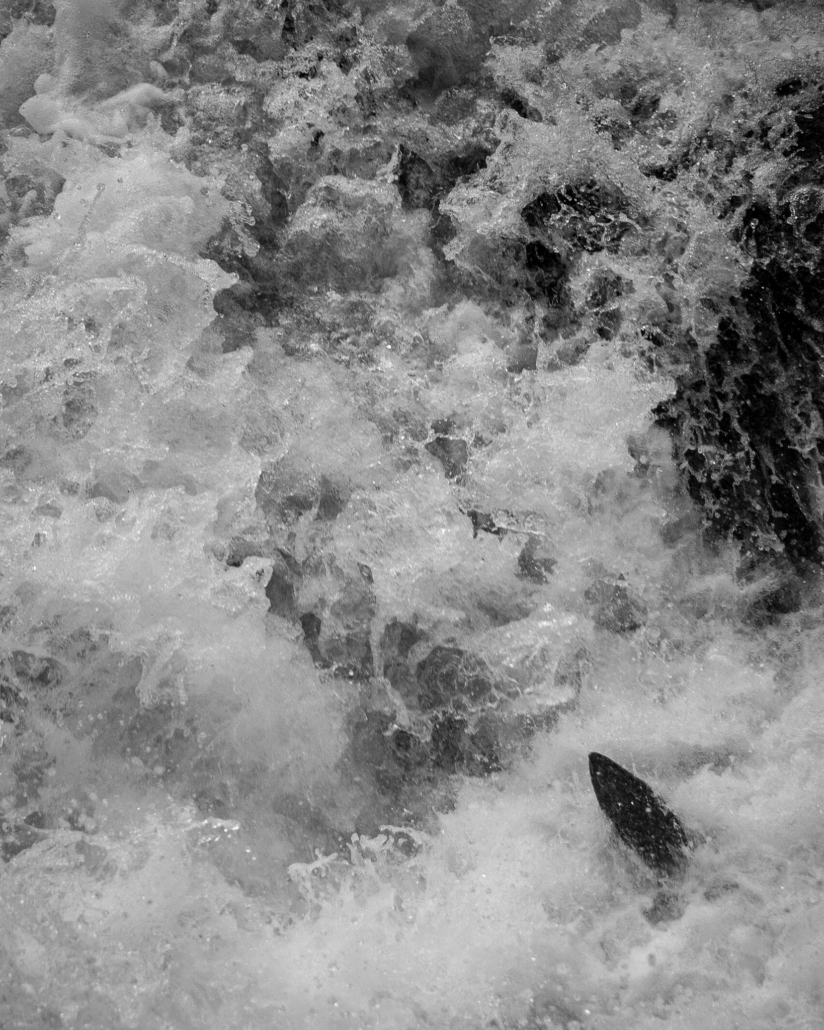 A salmon leaps to the top of a waterfall as it makes its way back to its birthplace on the Sol Duc River.
