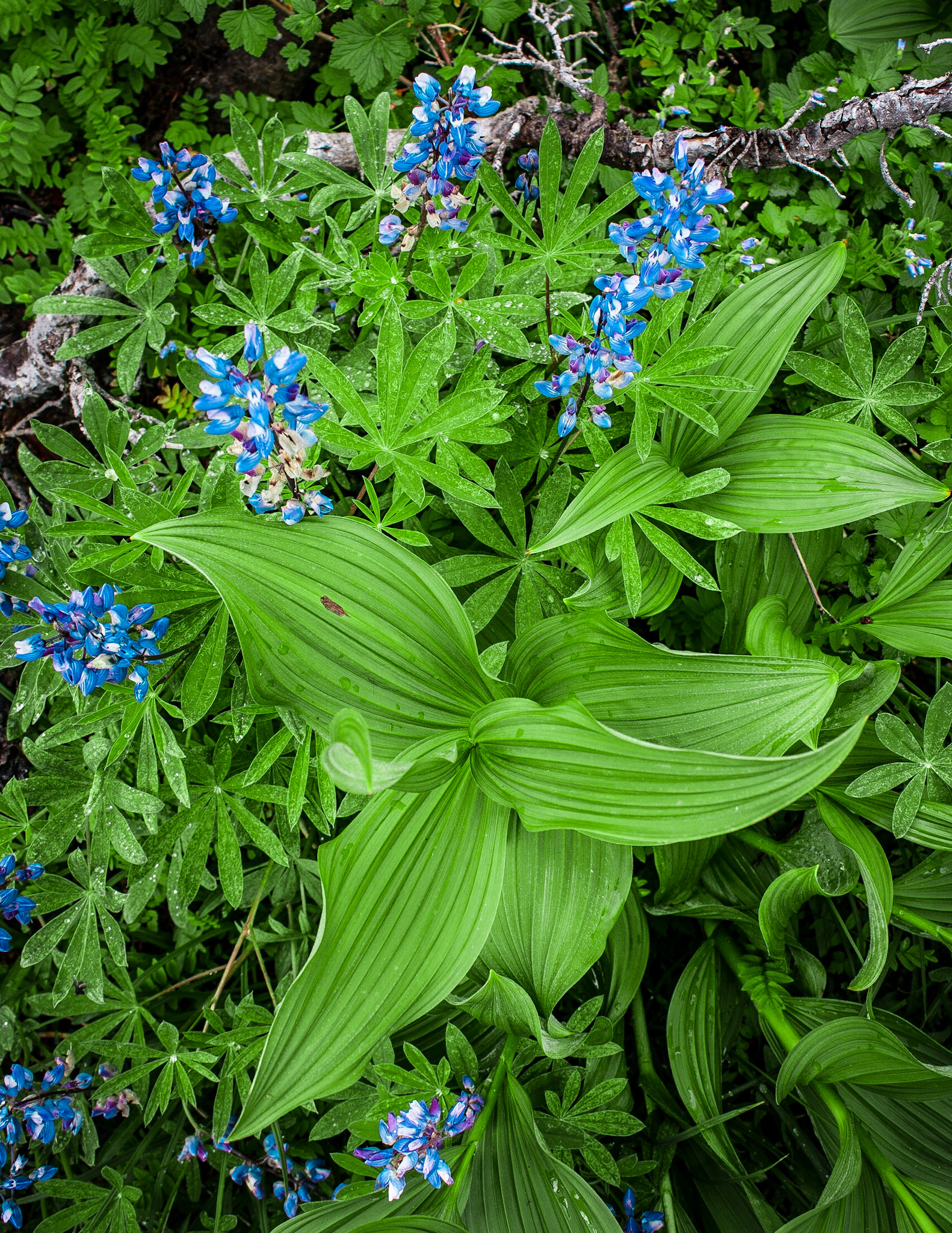 Photo taken at Deer Park, Olympic Mountains, Washington State, USA.
