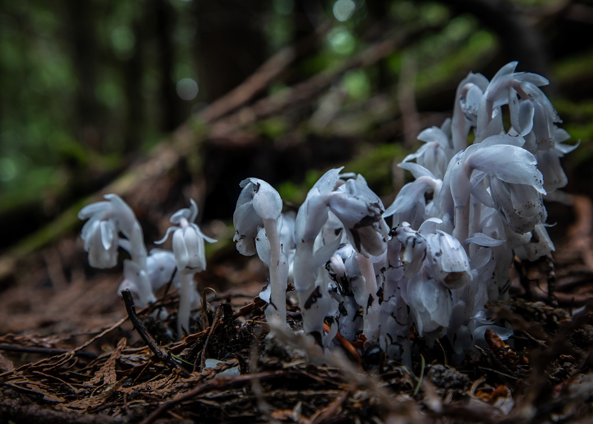 Ghost (or corpse) plant, Monotropa uniflora, is a parasitic plant that contains no chlorophyll so it can't generate energy from sunlight. It is a mycoheterotroph, and so is the host of certain species of  mycorrhizal fungi.