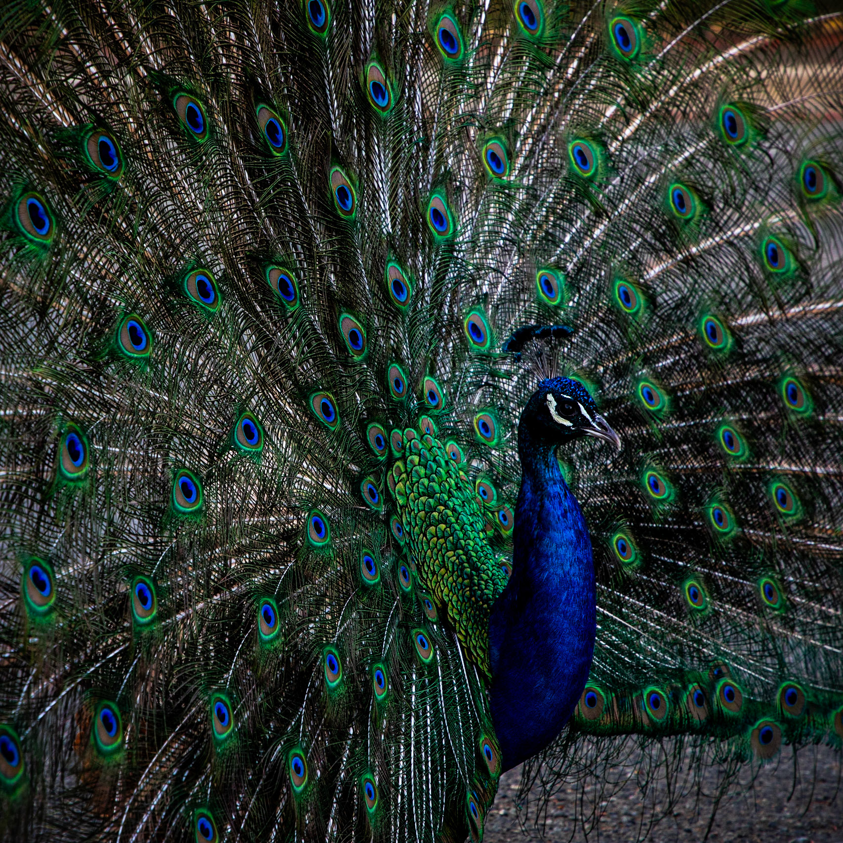 Peafowl are allowed to roam freely around Beacon Hill Park in Victoria, British Columbia.