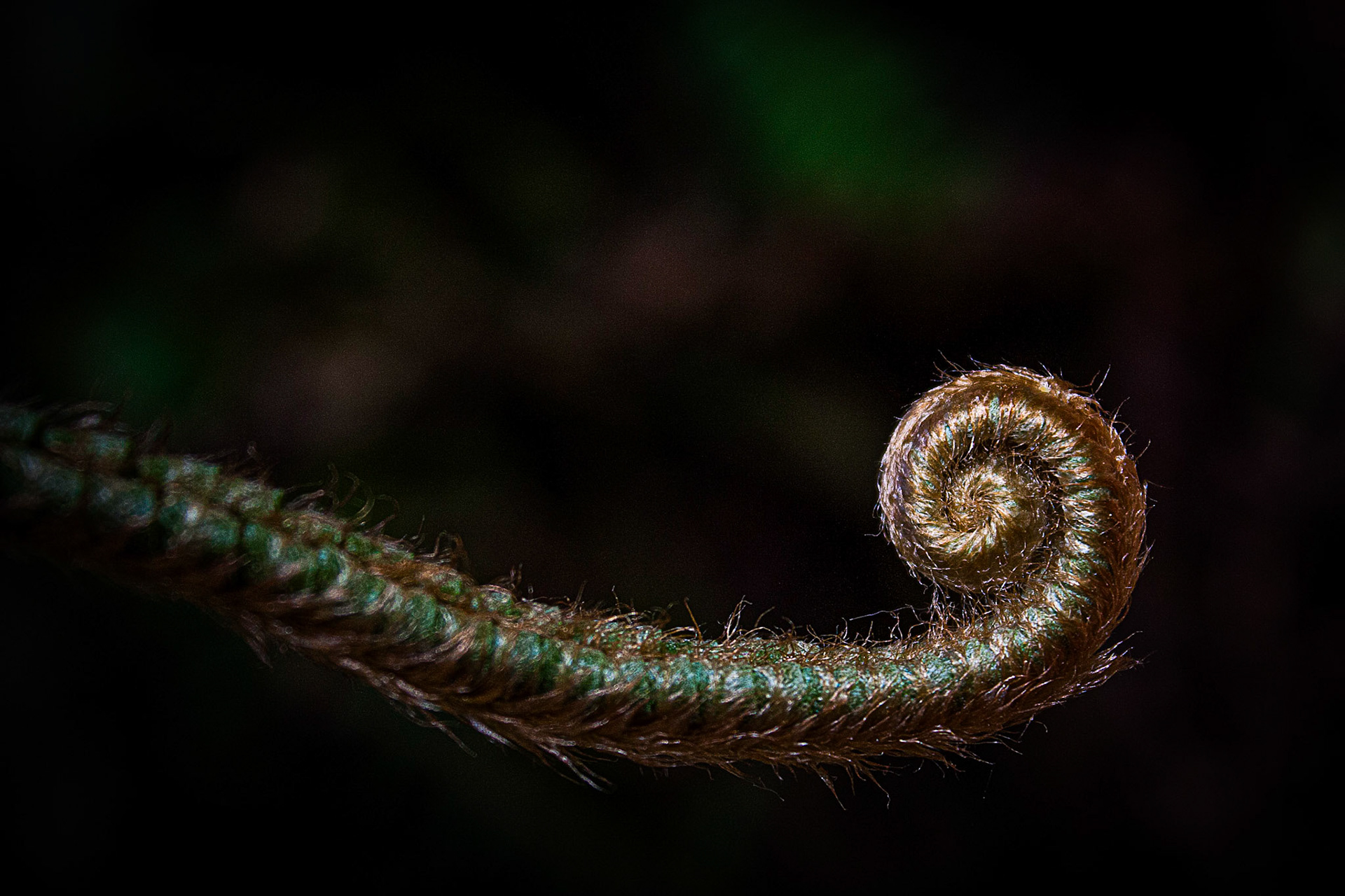 Fiddle of a western swordfern, Polystichum munitum
