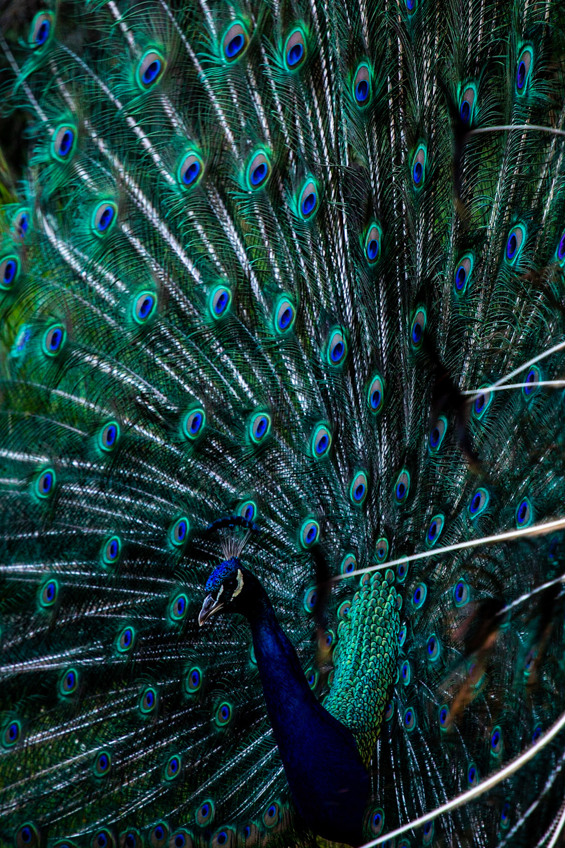 Peafowl are allowed to roam freely around Beacon Hill Park in Victoria, British Columbia.