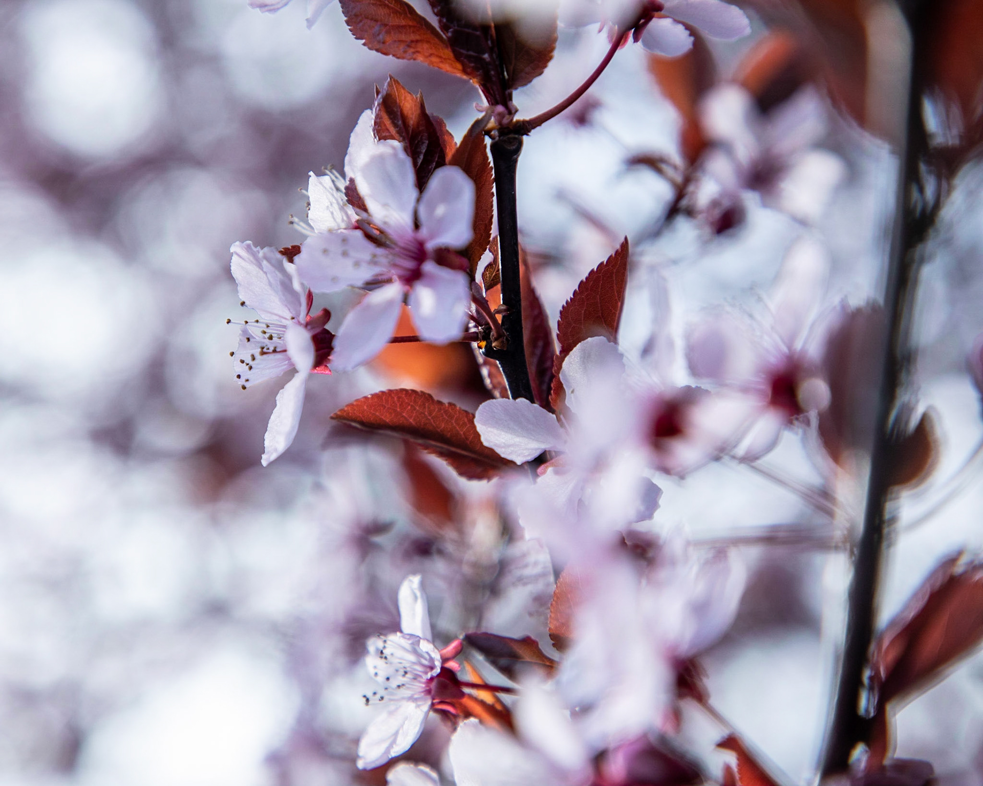 A purple-leaf plum tree, Prunus cerasifera, opens up its flowers to welcome spring.