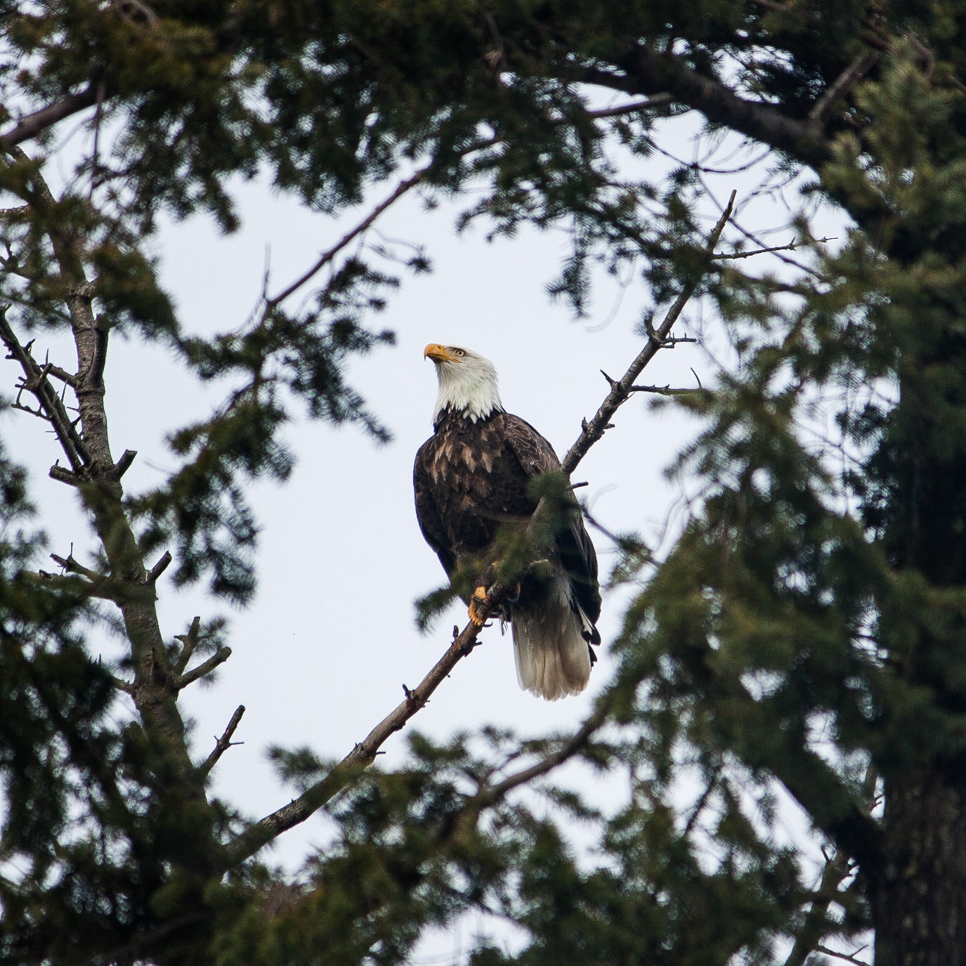 One of the many Bald Eagles to be found on the Olympic Peninsula of Washington State.