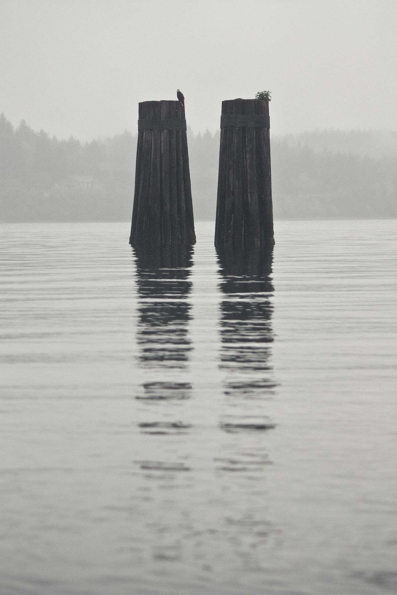 Photo was taken at Anderson Island. Washington State, USA.