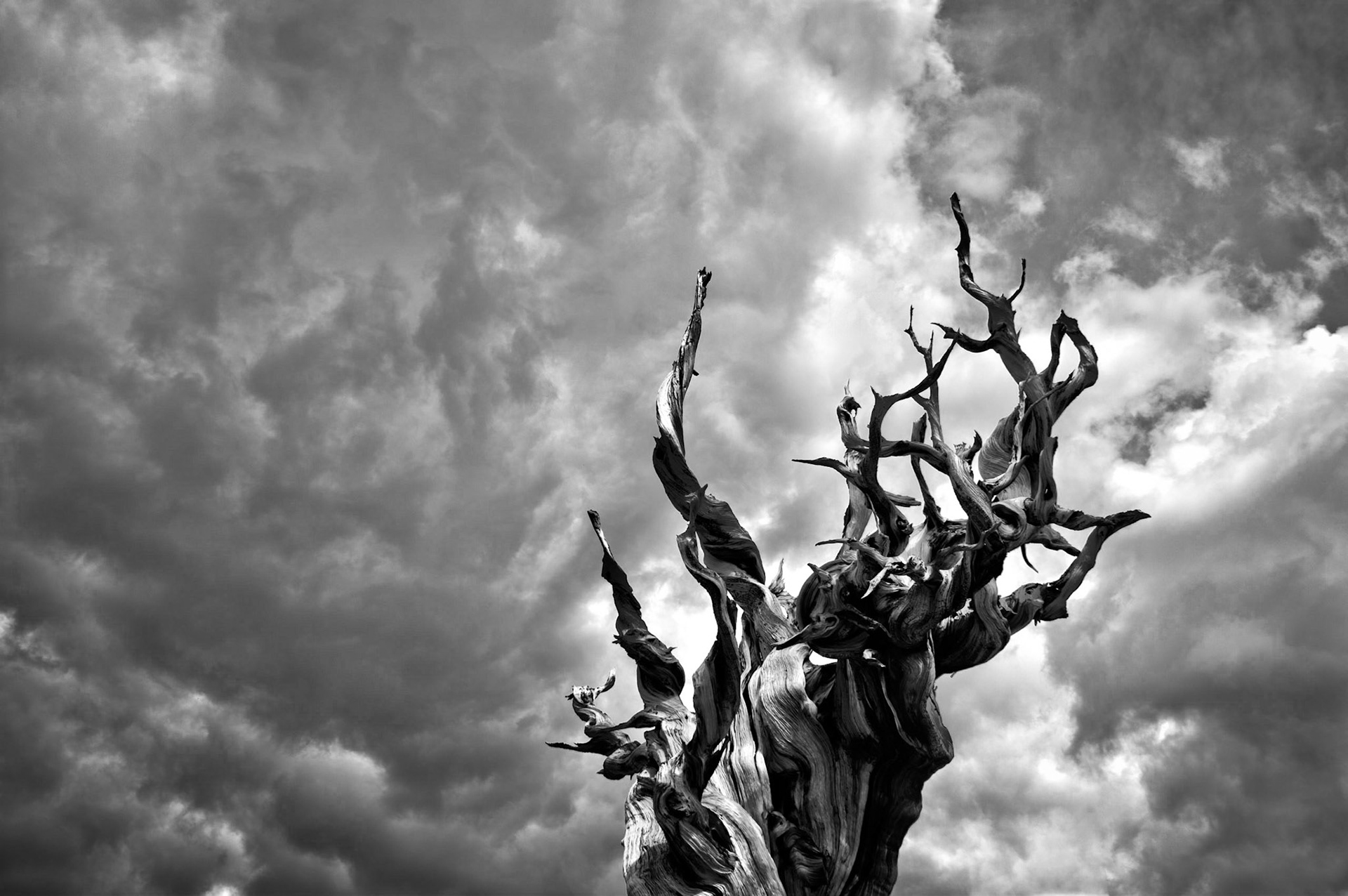 These trees are bristlecone pines that are located at the Ancient Bristlecone Pine Forest, California, USA. Methuselah (the tree on the right) is over 4,792 years old.