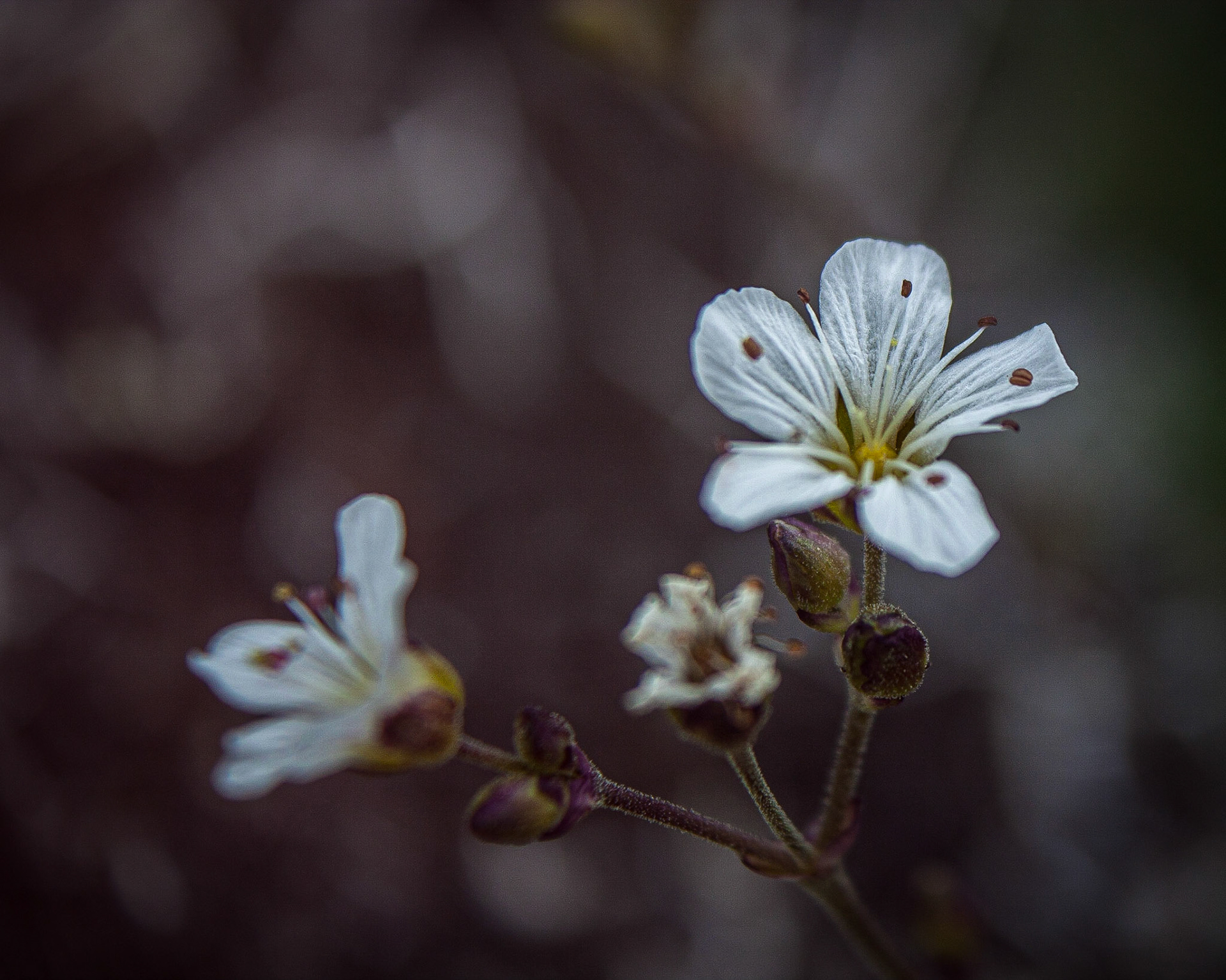 Photo taken at Deer Park, Olympic Mountains, Washington State, USA.