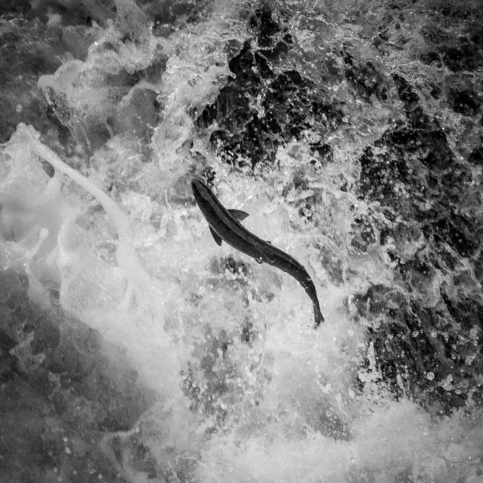 A salmon leaps to the top of a waterfall as it makes its way back to its birthplace on the Sol Duc River.