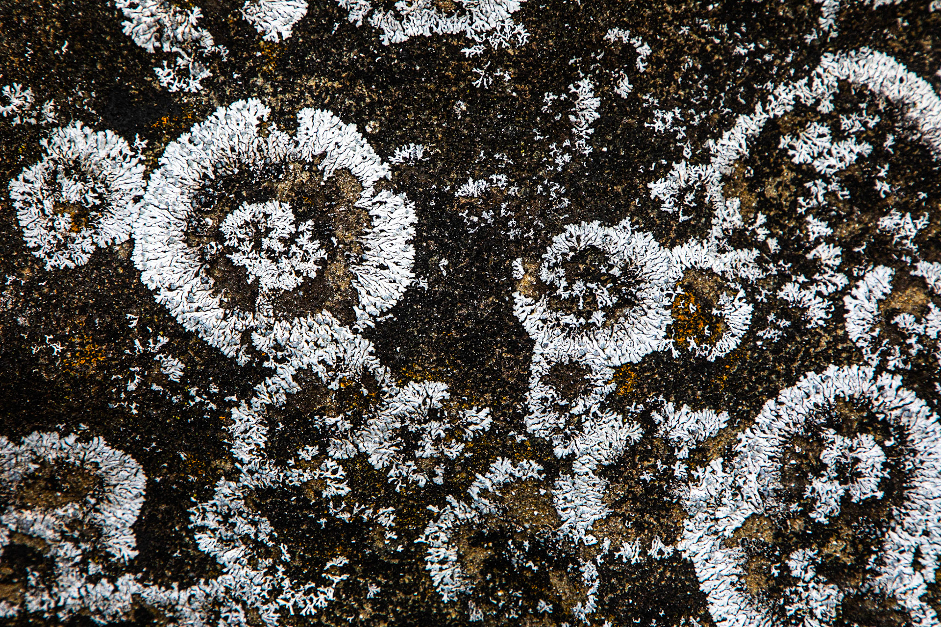 Rings of lichen grow on the rocks on the beaches of Gabriola Island in British Columbia.