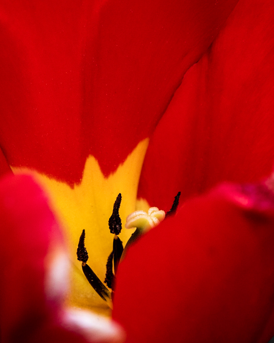 A tulip in bloom.