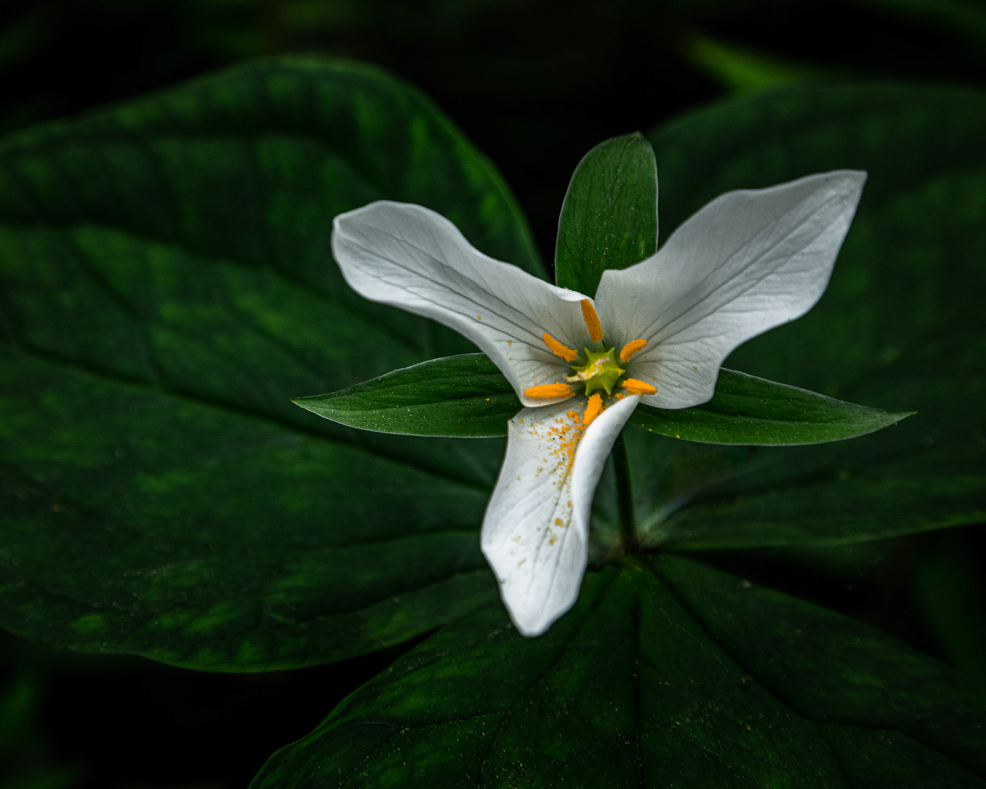 Trillium ovatum has several common names including Pacific trilliumm, western wakerobin, western white trillium, and western trillium.