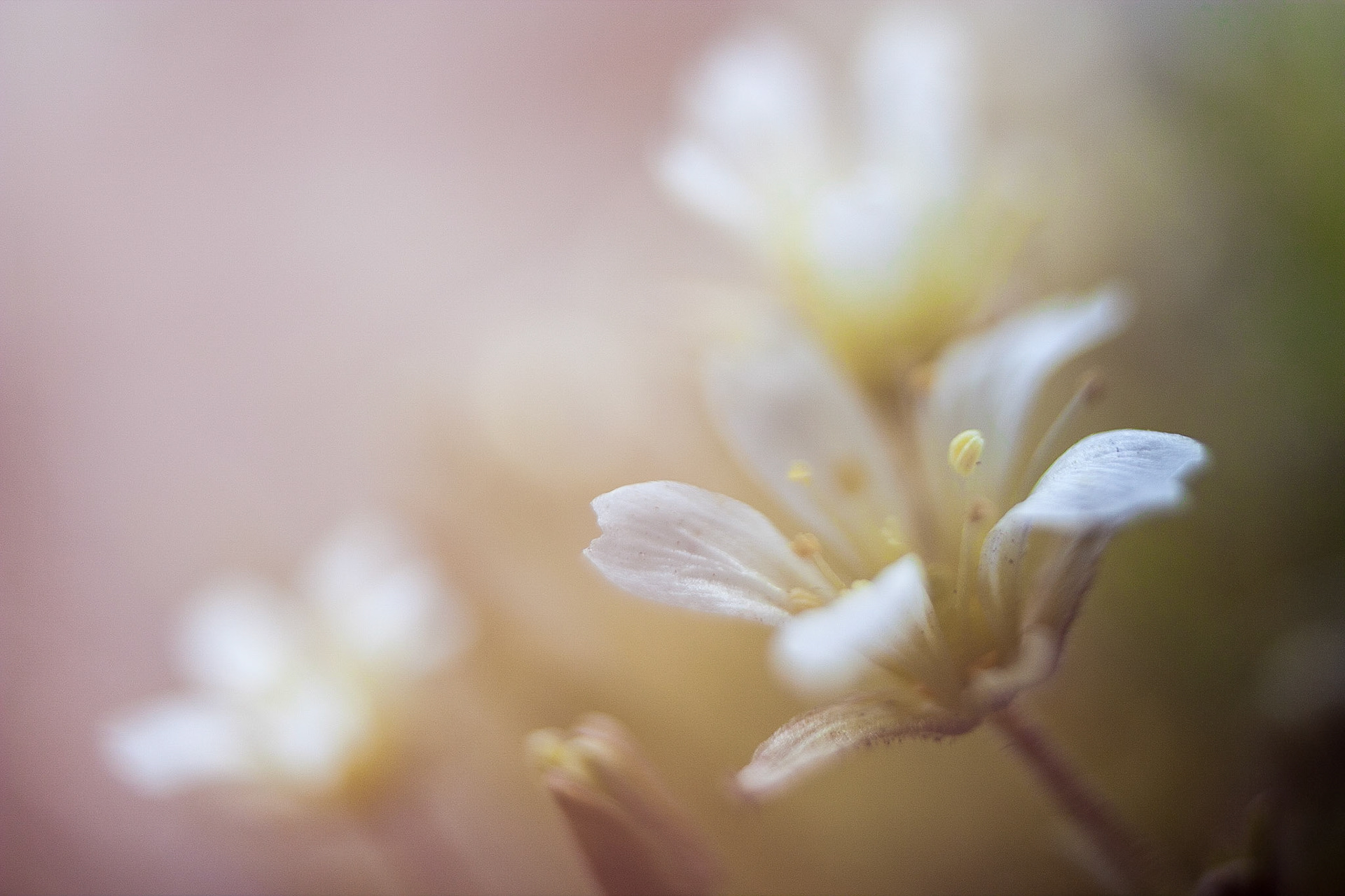 Photo taken at Deer Park, Olympic Mountains, Washington State, USA.