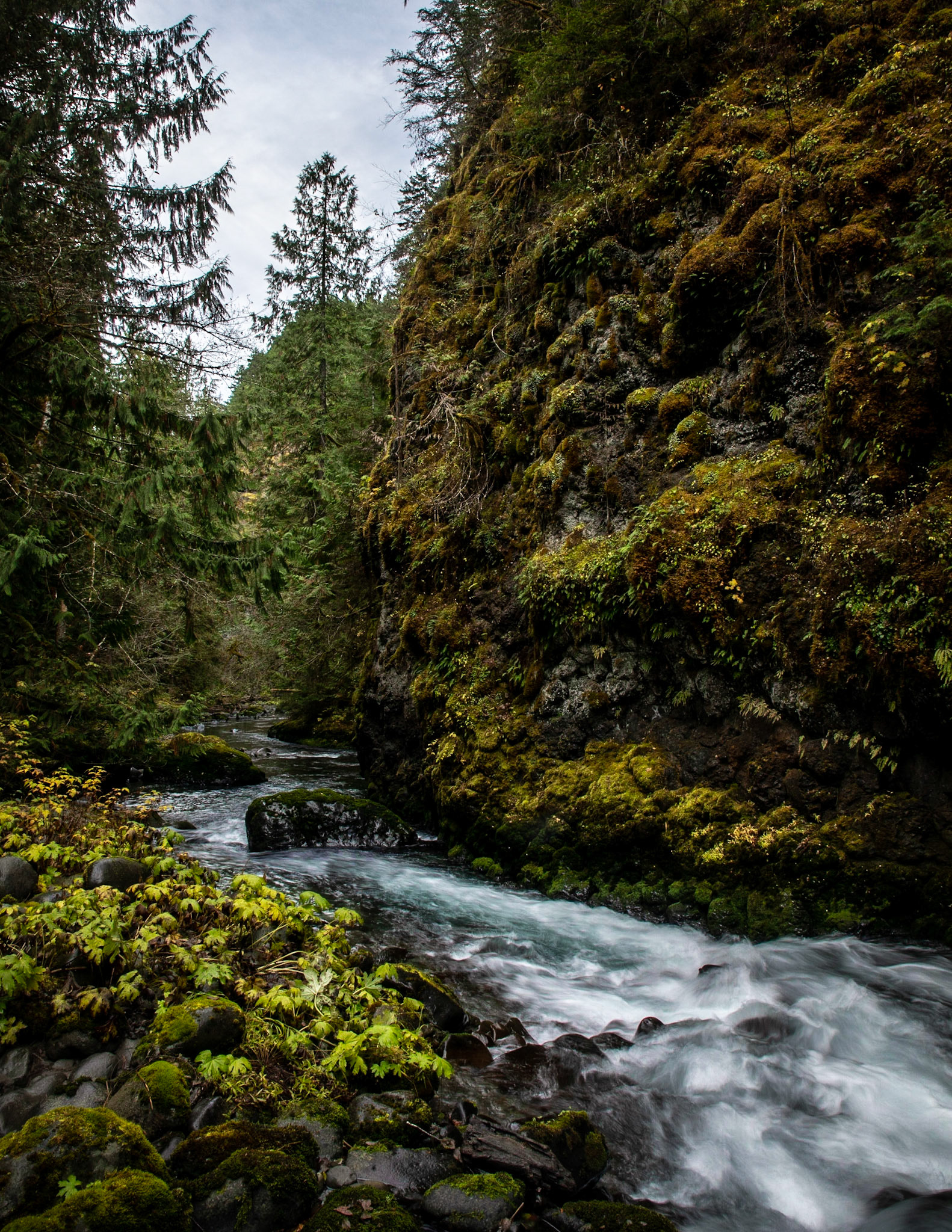 The Grey Wolf River Flows down from the Olympic Mountains to the ocean close below.