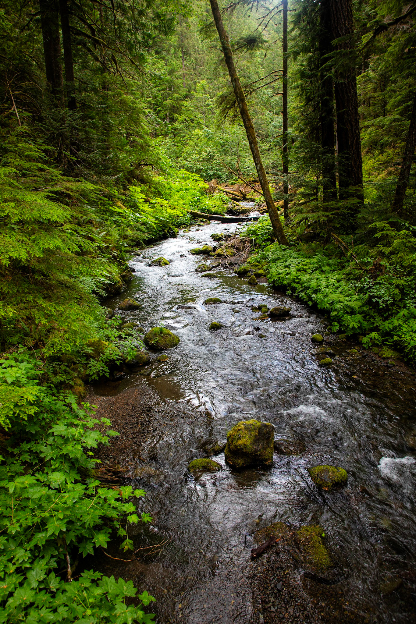 Big Quilcene river flows gently down a valley in the Olympic Mountains.